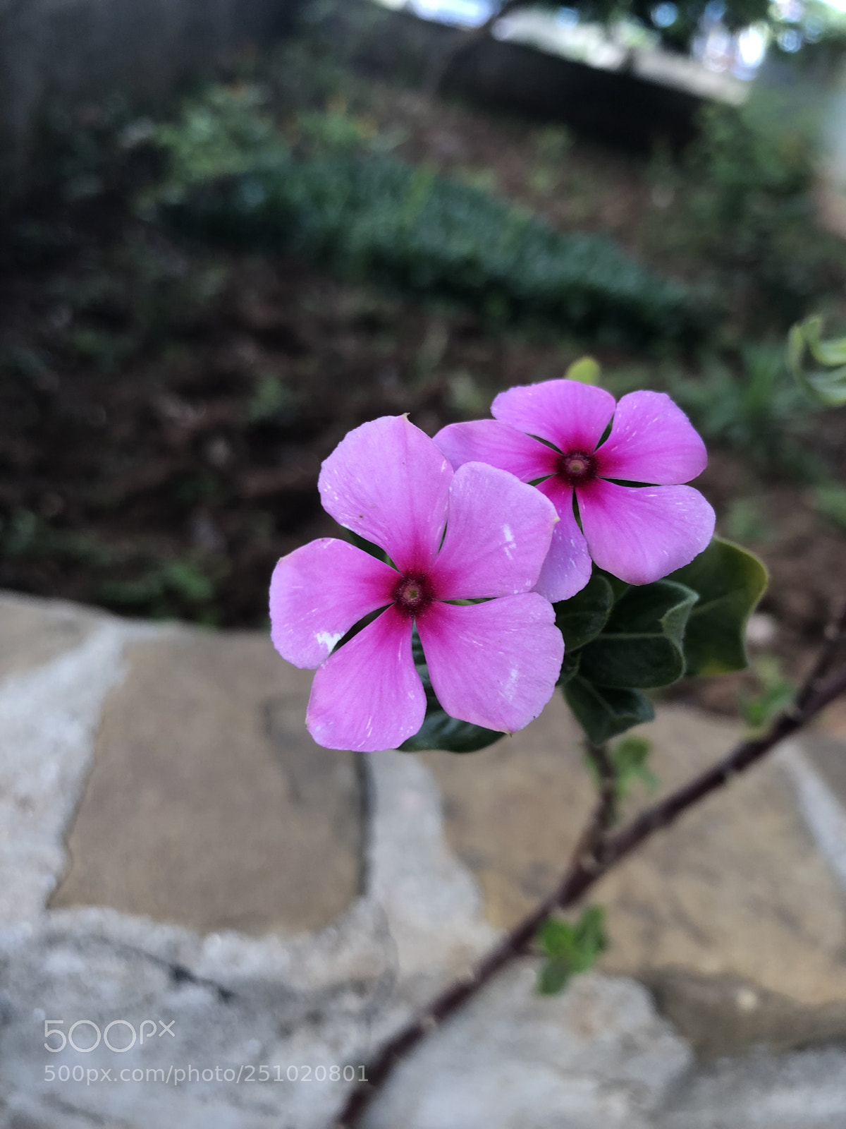Apple iPhone 8 sample photo. Untitled photography