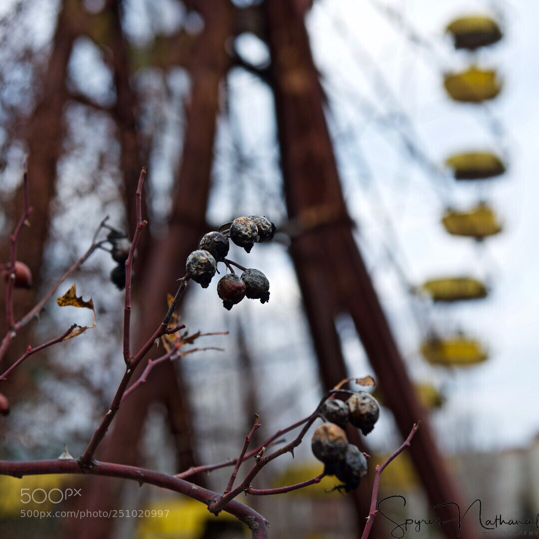Nikon D800 sample photo. Untitled photography