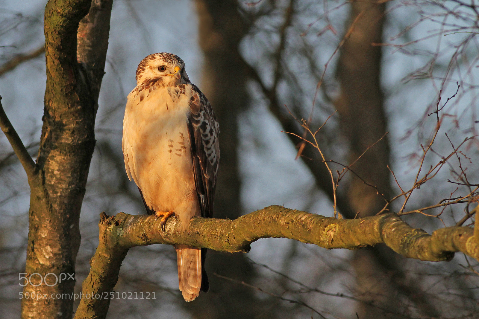 Canon EOS 7D sample photo. Buizerd (common buzzard) photography