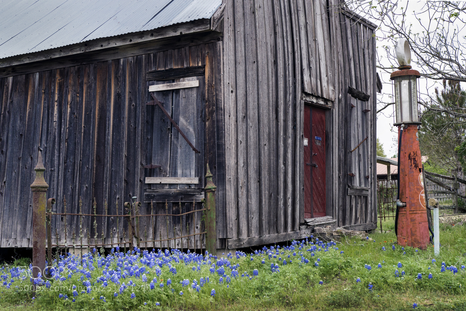 Nikon D800 sample photo. Bluebonnet gas photography