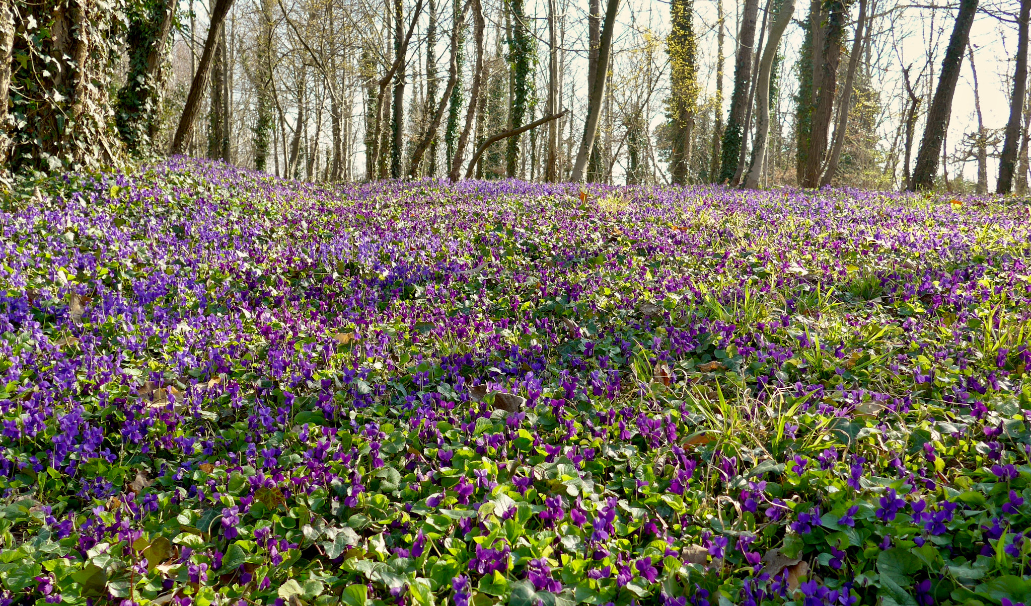 Leica C (Typ 112) sample photo. Violets photography