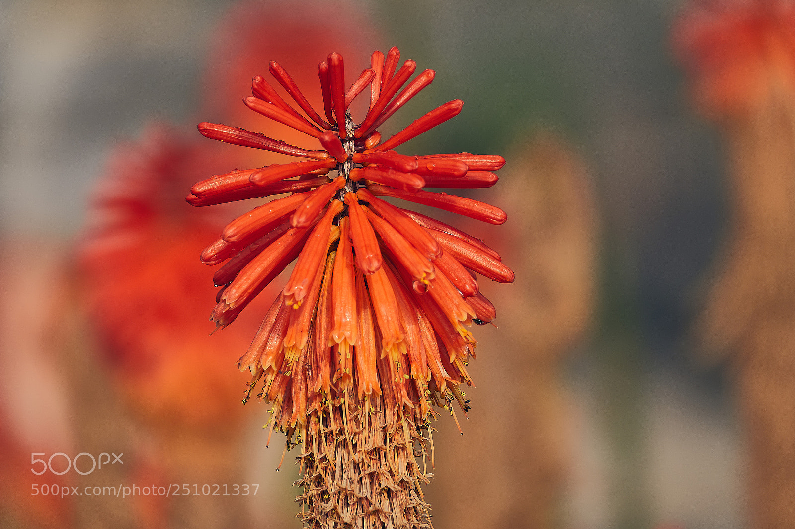 Sony Cyber-shot DSC-RX10 IV sample photo. Torch lily photography