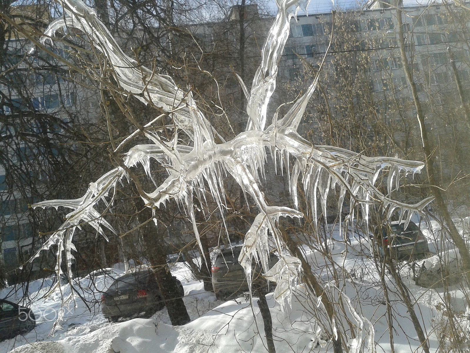 Samsung GT-S5610 sample photo. Ice tree / ледяное дерево photography