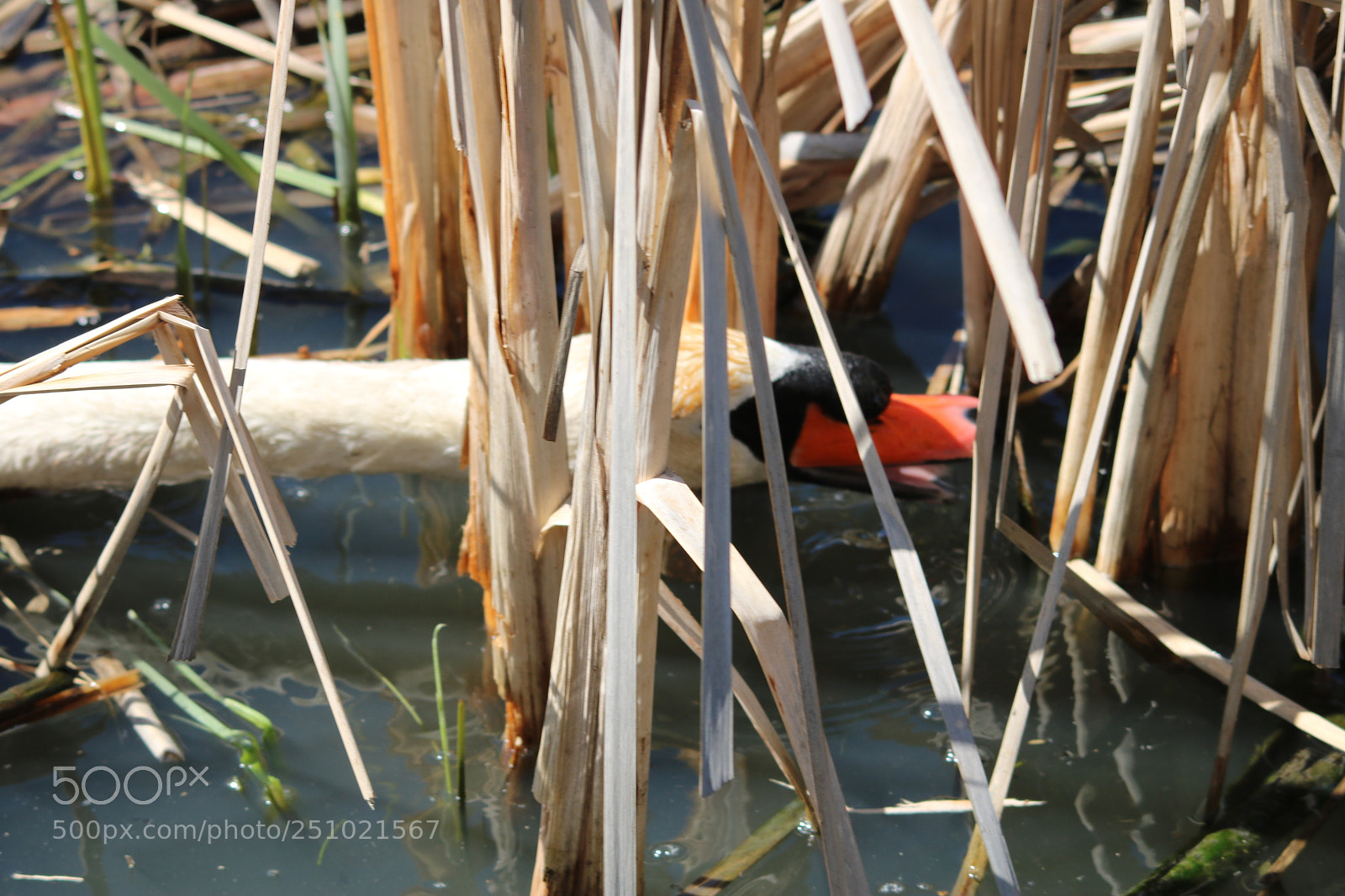 Canon EOS 750D (EOS Rebel T6i / EOS Kiss X8i) sample photo. Papa don't reach! photography