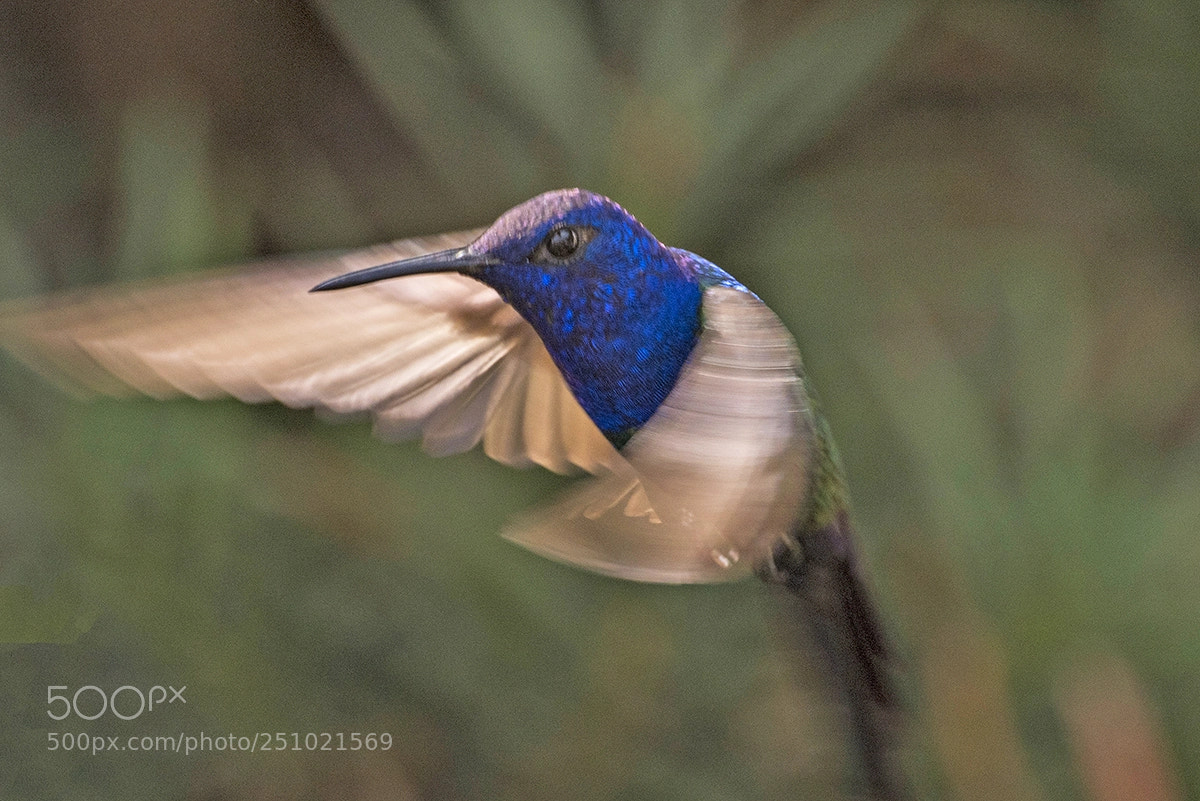 Nikon D810 sample photo. Hummingbird in fly photography