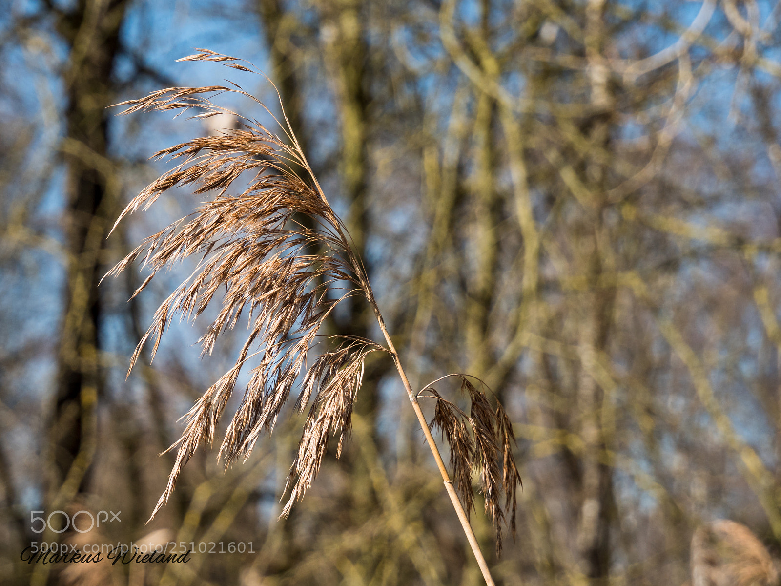Panasonic Lumix DC-G9 sample photo. Schilf photography