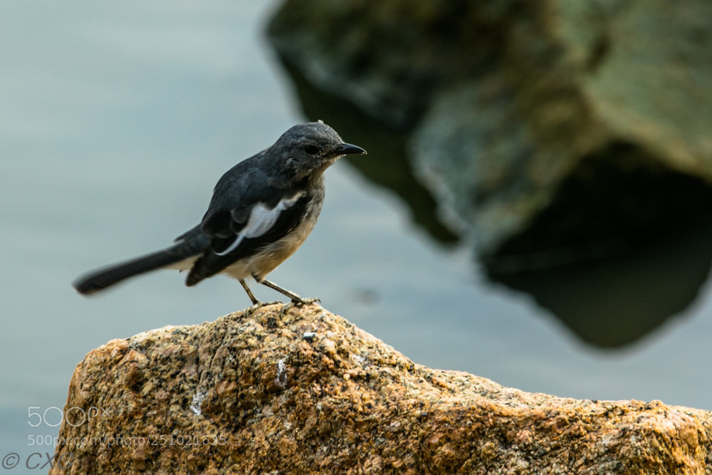 Canon EOS 5D Mark IV sample photo. Birds - 7 photography