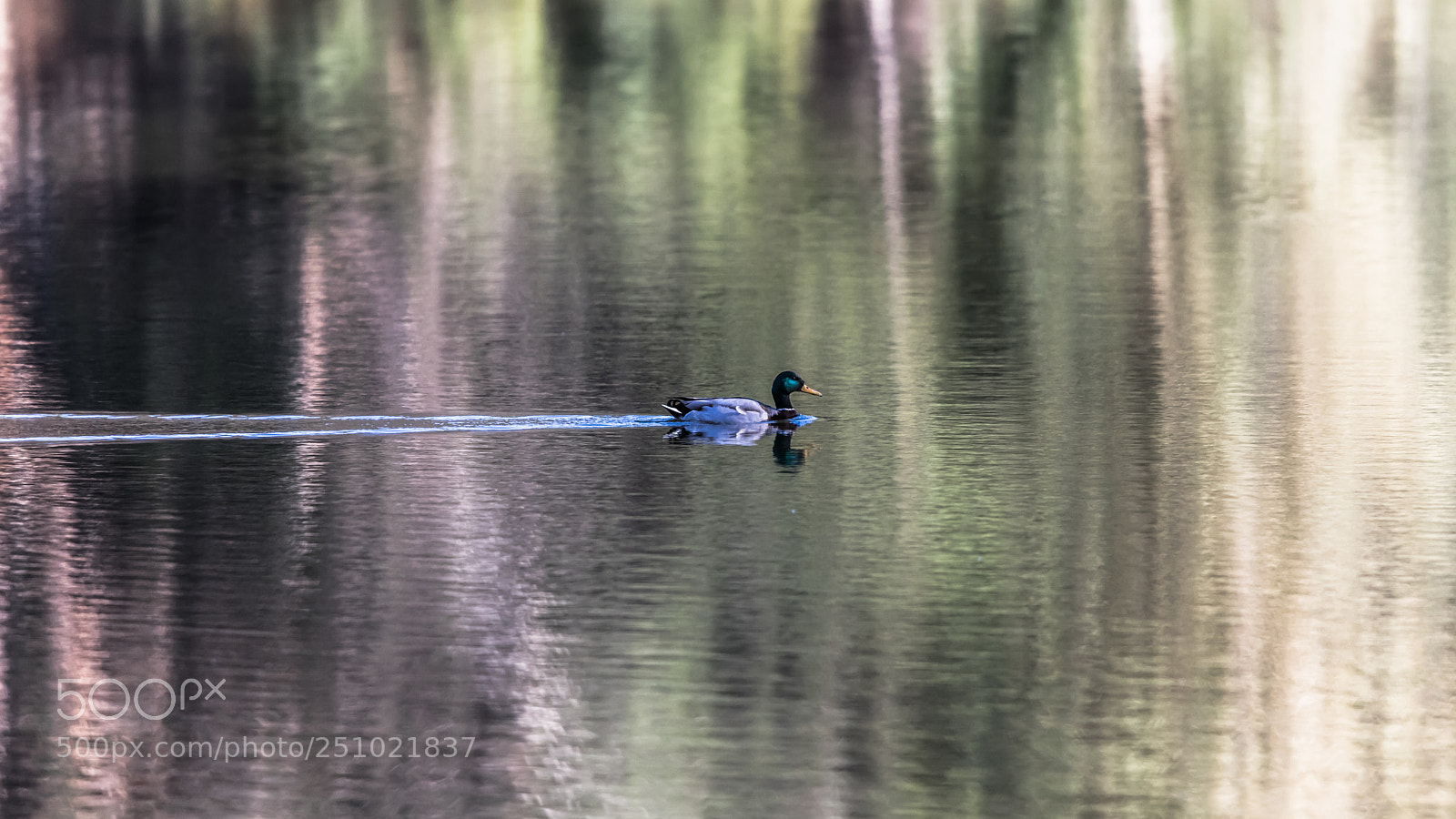 Canon EOS 6D Mark II sample photo. Mallard on the water photography