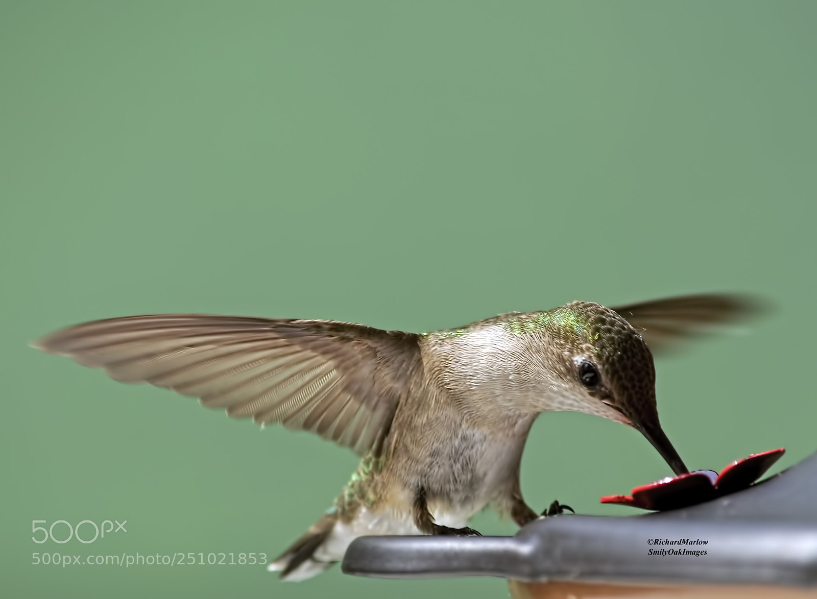 Nikon D5000 sample photo. Hummingbird photography