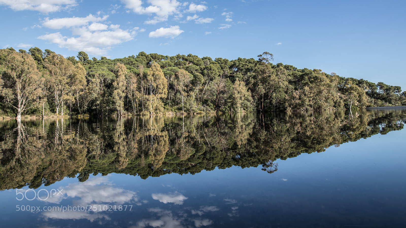 Canon EOS 6D Mark II sample photo. Reflections of trees on photography