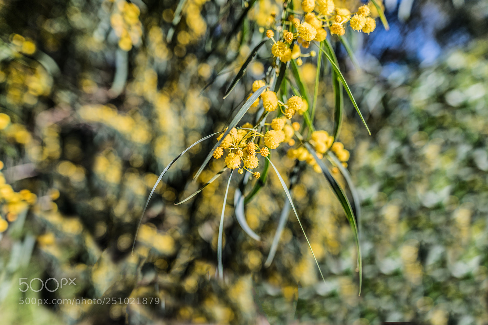 Canon EOS 6D Mark II sample photo. Flower texture background photography