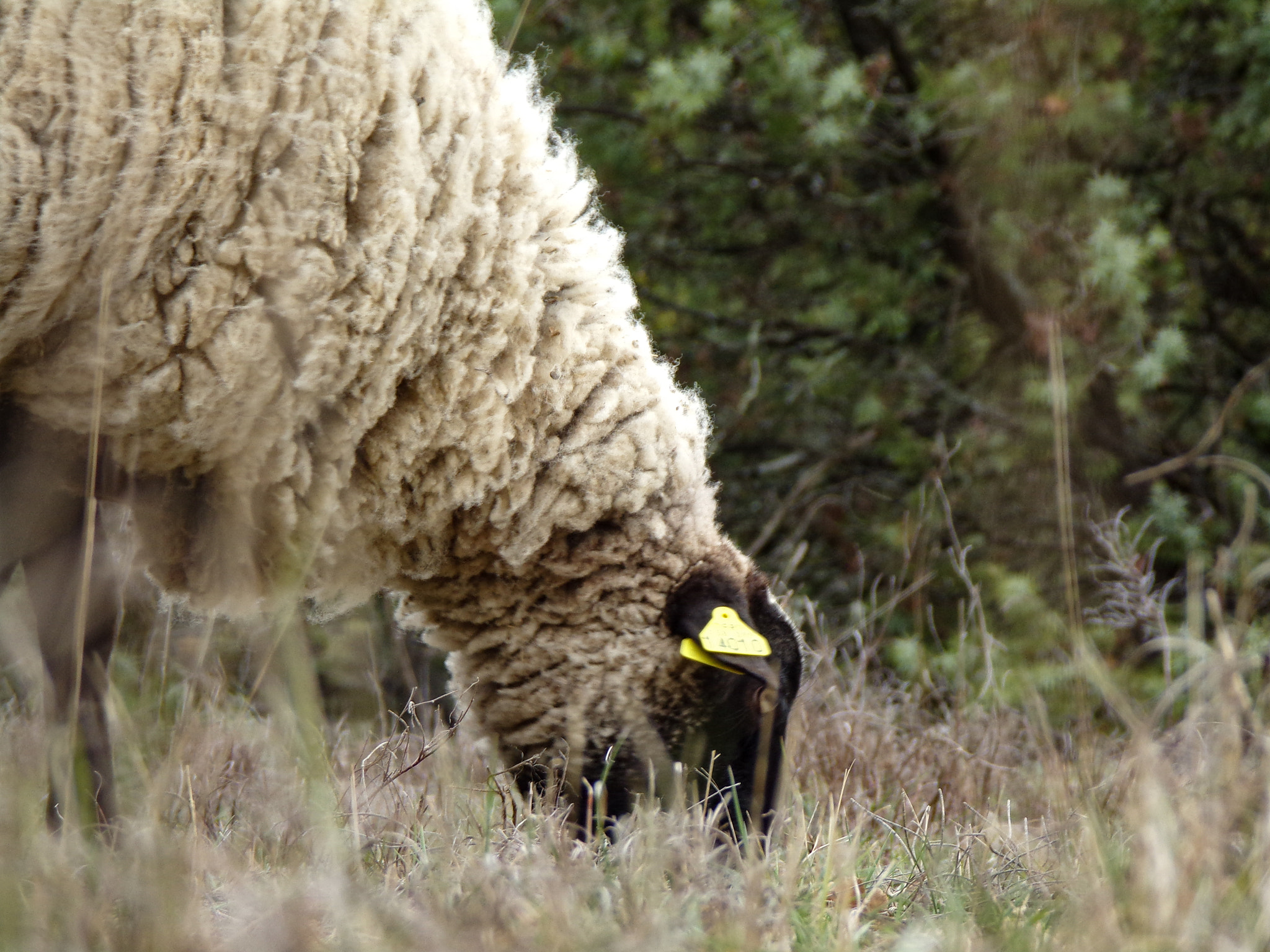 JK KODAK PIXPRO AZ422 sample photo. Sheep in the field #h photography