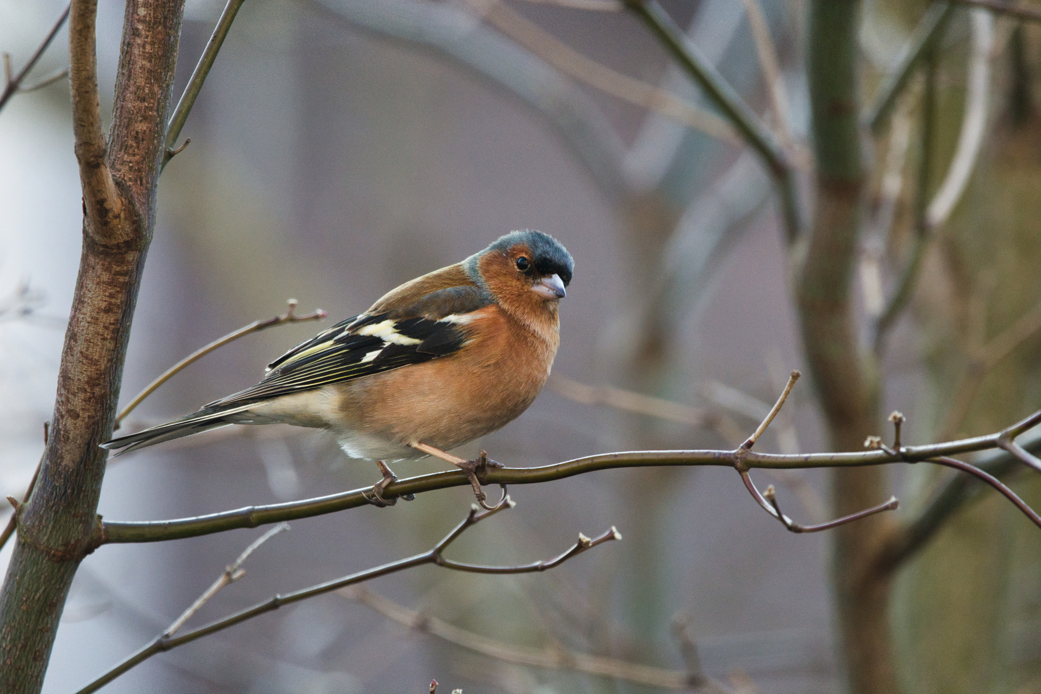 Sigma 150-600mm F5-6.3 DG OS HSM | C sample photo. Eye contact photography