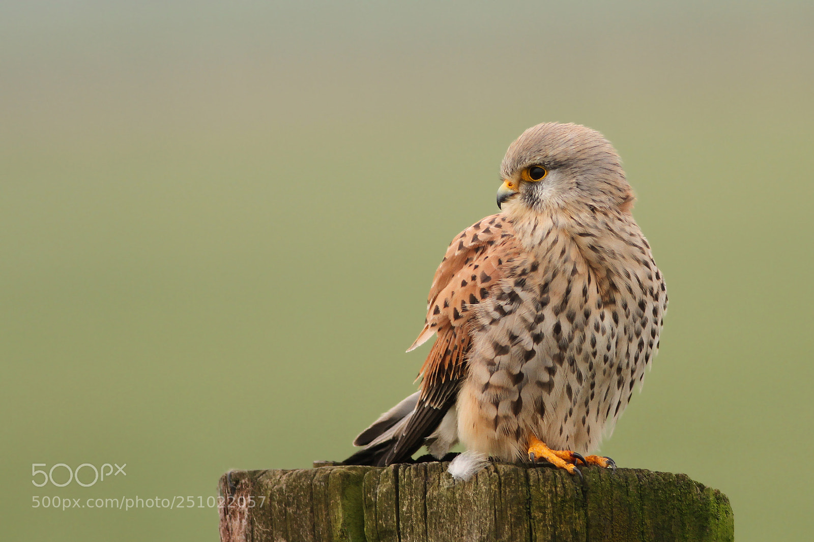 Canon EOS 7D sample photo. Torenvalk (common kestrel) photography