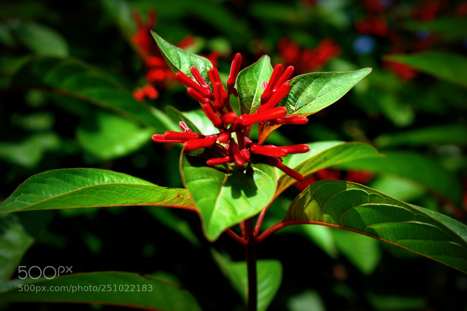 Nikon D5200 sample photo. Nef photography
