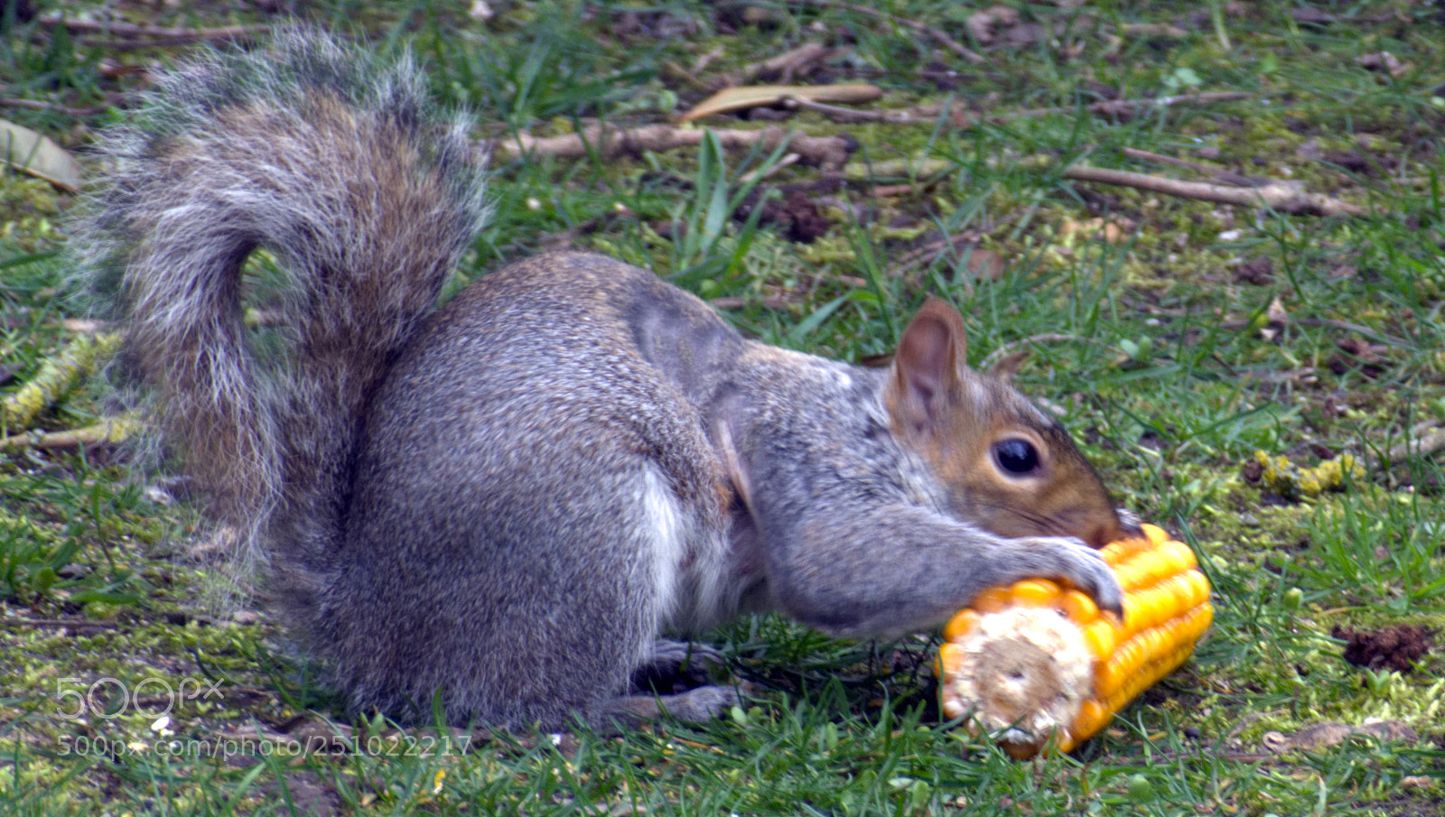 Nikon D7100 sample photo. Squirrel photography