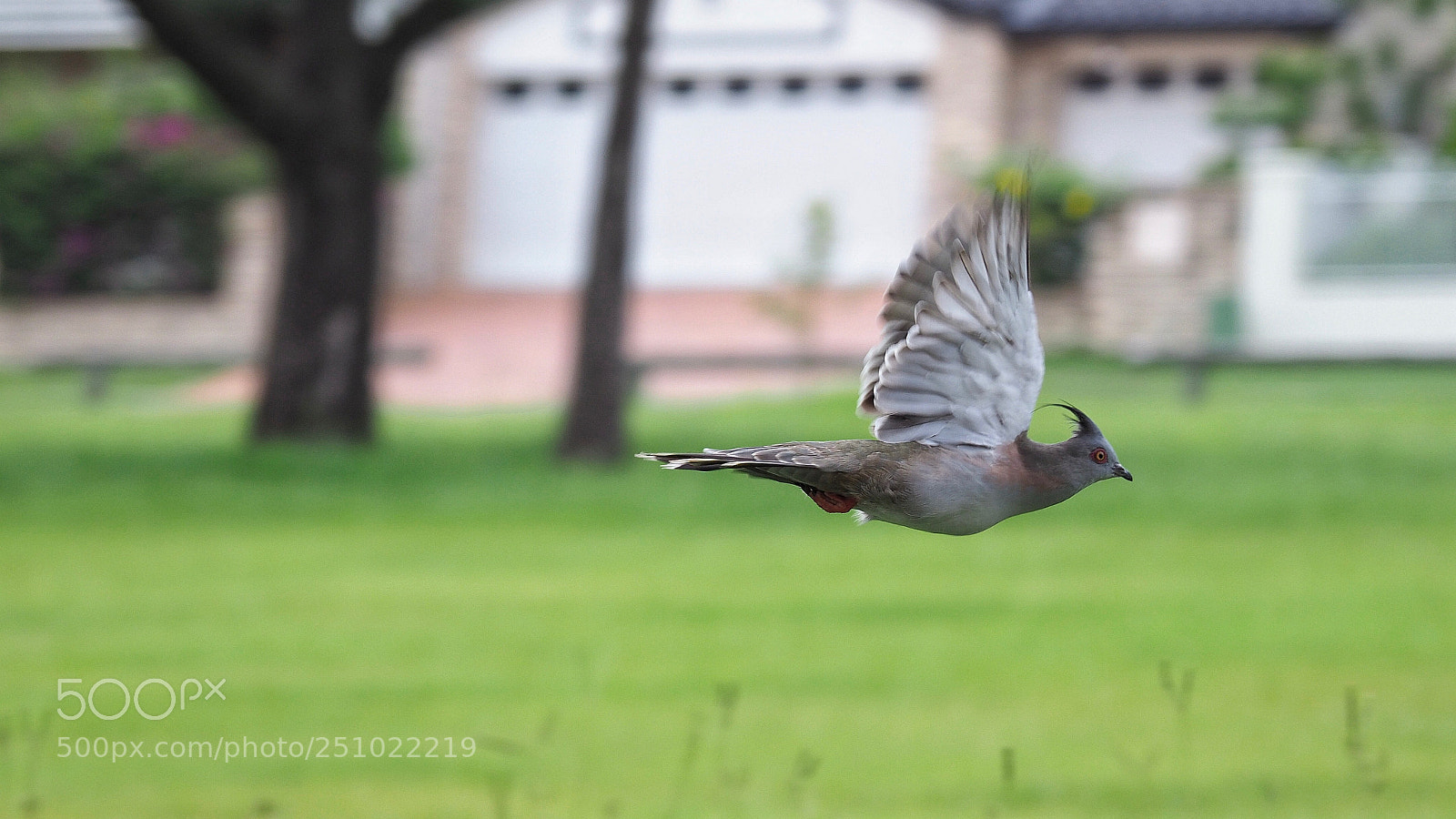 Olympus OM-D E-M1 Mark II sample photo. Flying bird photography