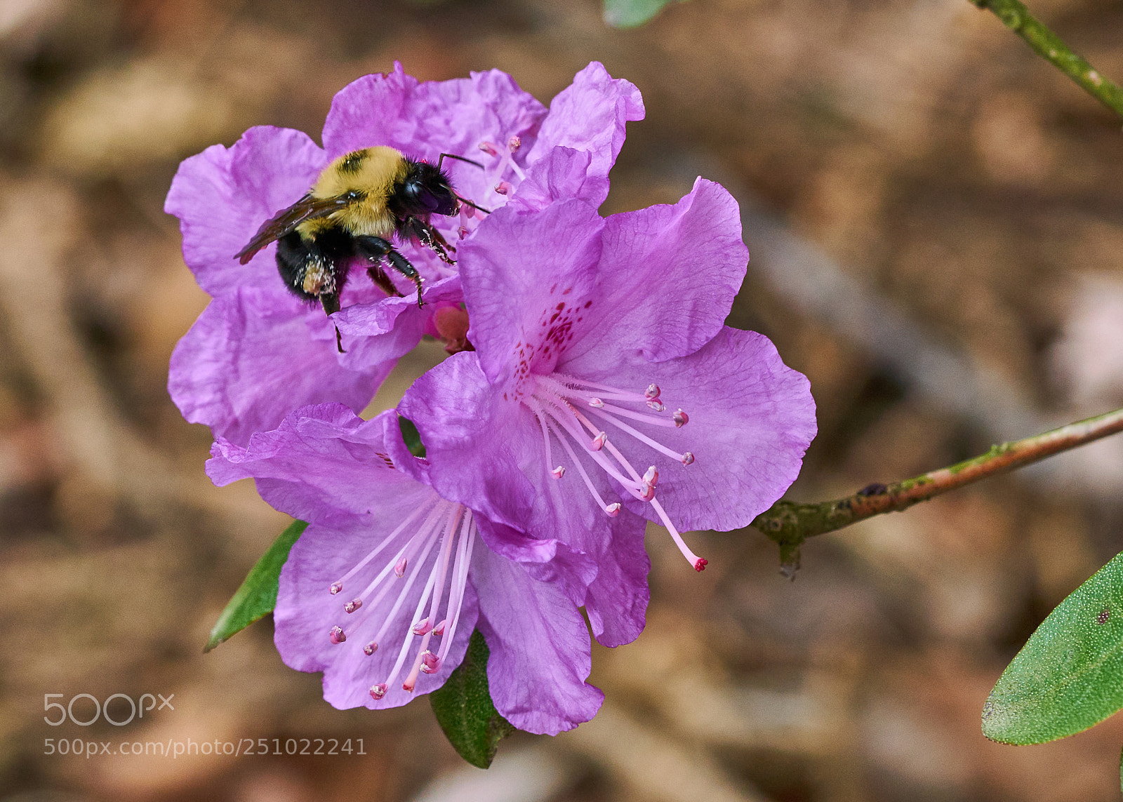 Sony a7R II sample photo. Bumble bee visiting a photography