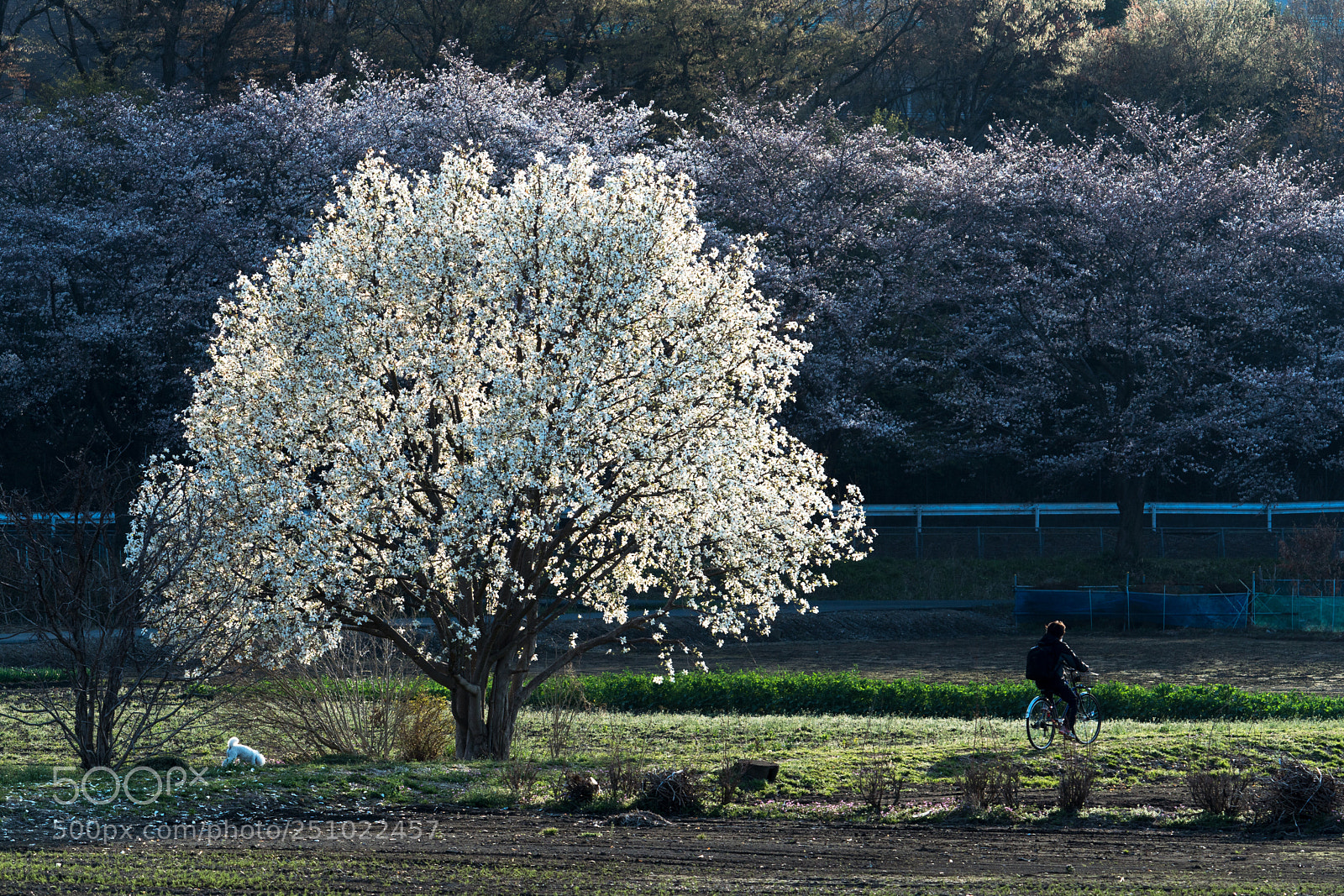 Sony a6500 sample photo. Spring photography