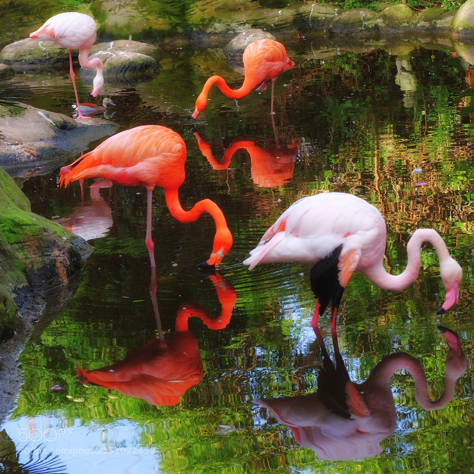 Fujifilm X-T10 sample photo. Flamingo photography