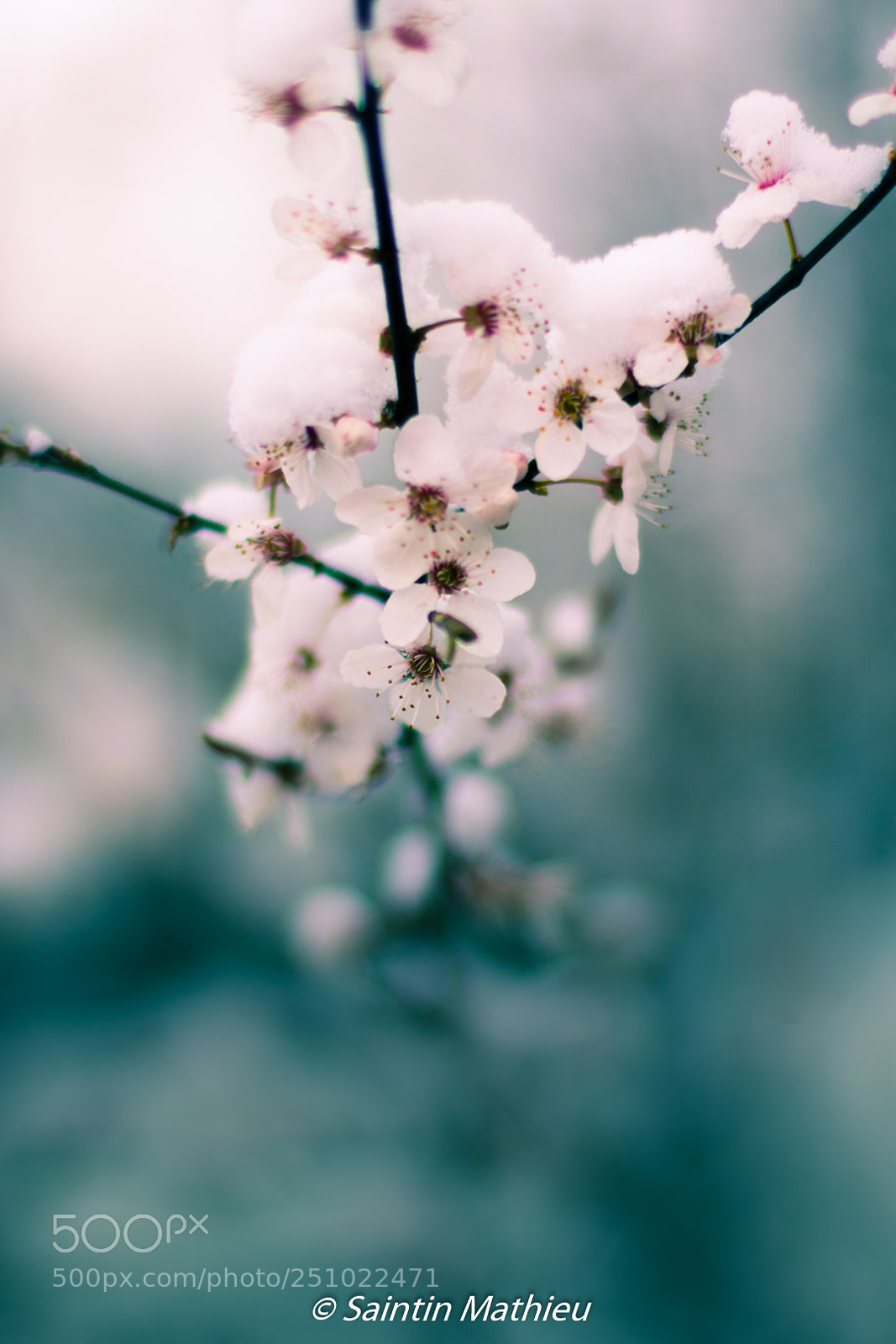 Canon EOS 7D Mark II sample photo. When spring meets winter photography