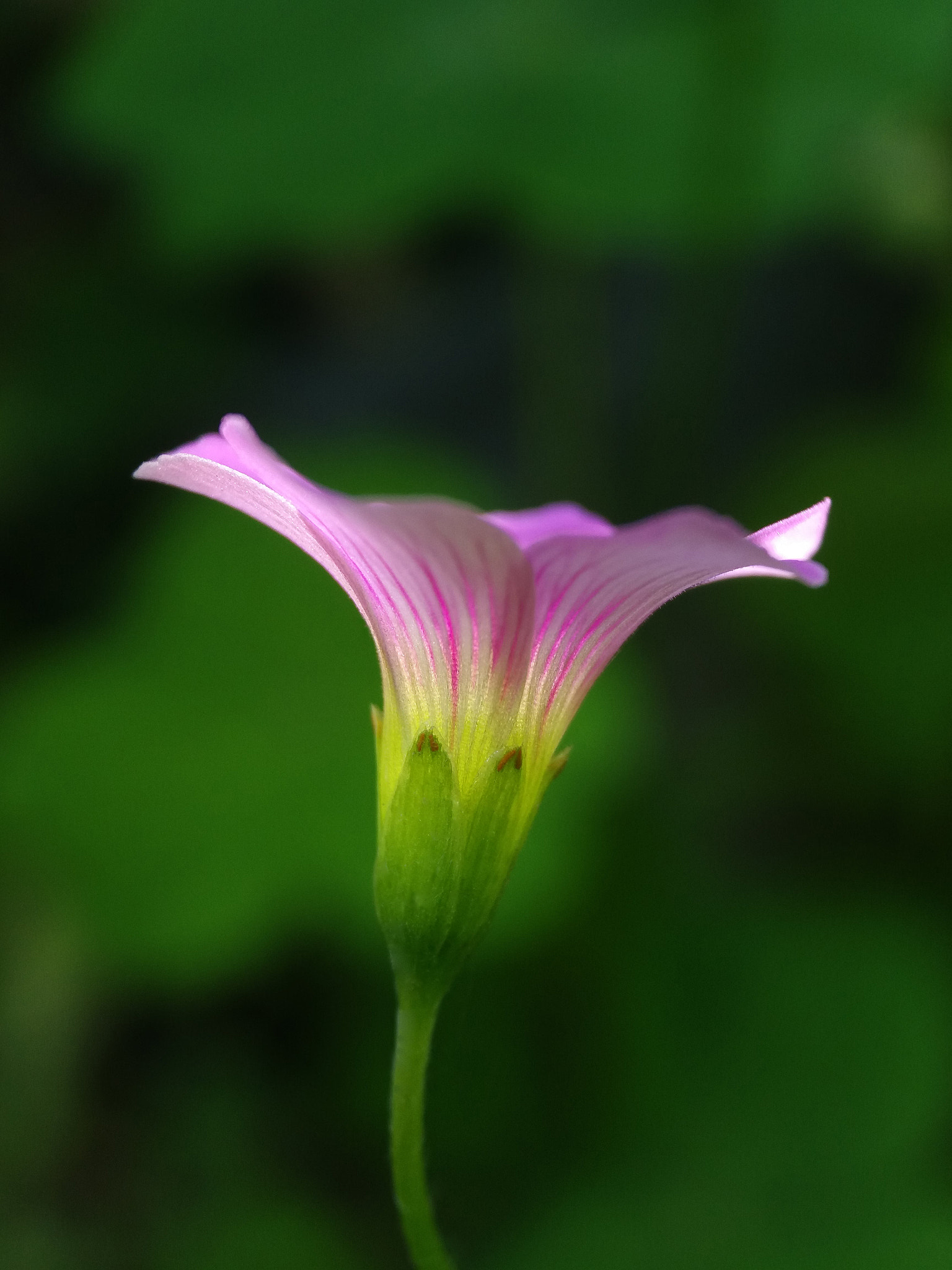 Samsung Galaxy A9 Pro sample photo. Pink tiny flower   (oxalis corymbosa) photography