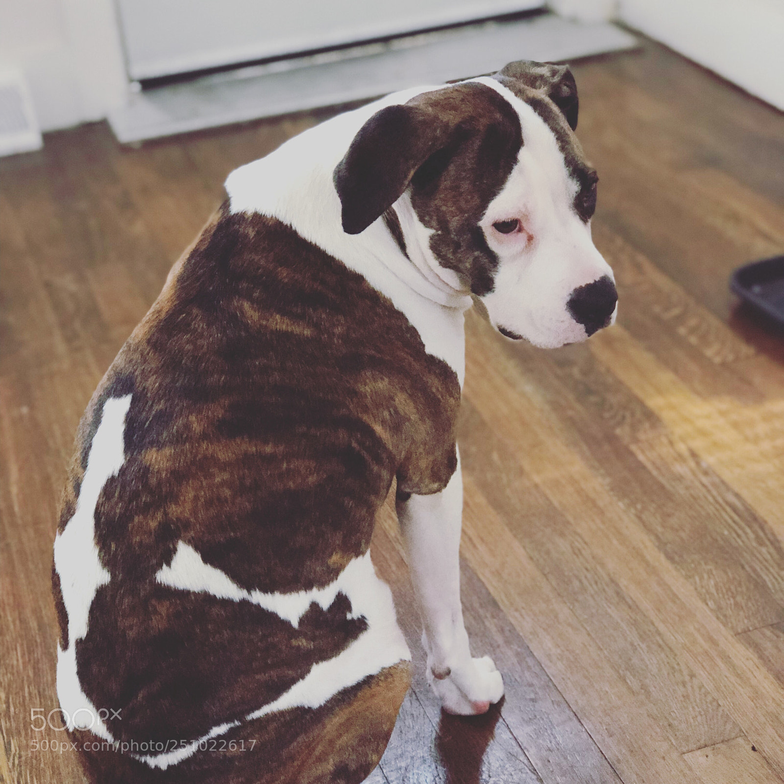 Apple iPhone 8 Plus sample photo. Stud.. pitbull life  photography