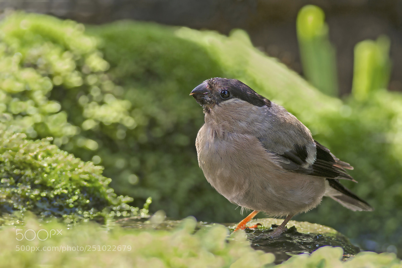 Canon EOS 7D sample photo. Goudvink ♀ (eurasian bullfinch) photography