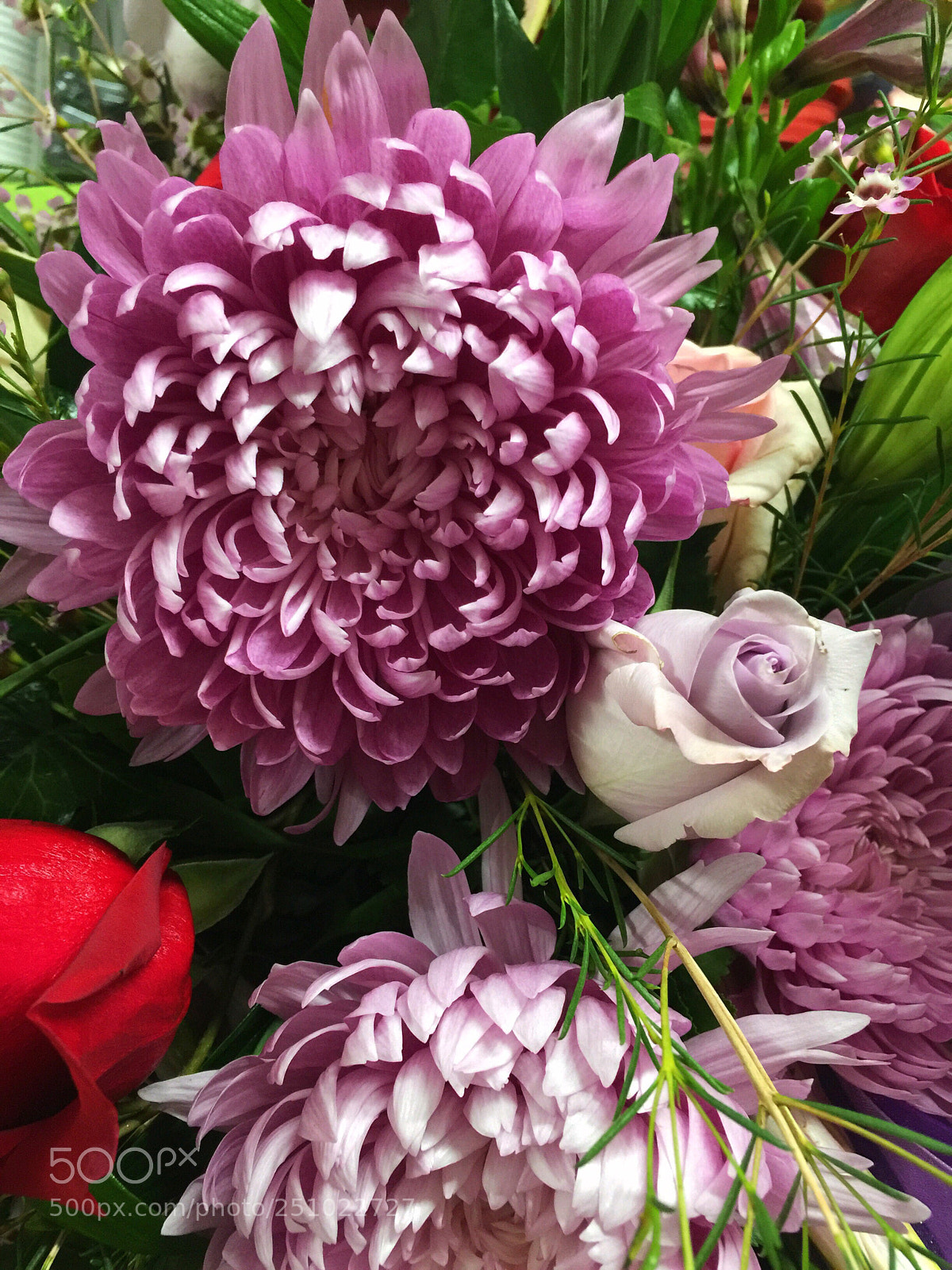 Apple iPhone 6 Plus sample photo. Today’s flower ?  photography