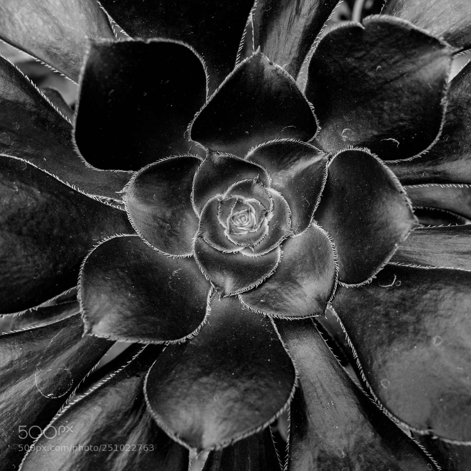 Sony DSC-RX100M5 sample photo. Succulent series 2 #6 photography