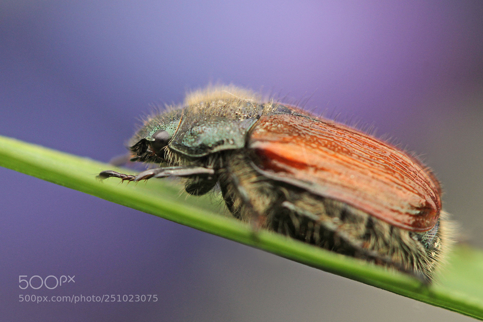Canon EOS 7D sample photo. Johanneskever (rozenkever) photography