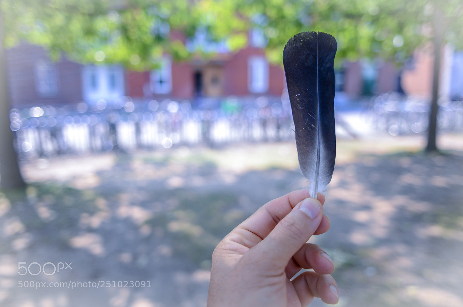Nikon D600 sample photo. Found feather  photography