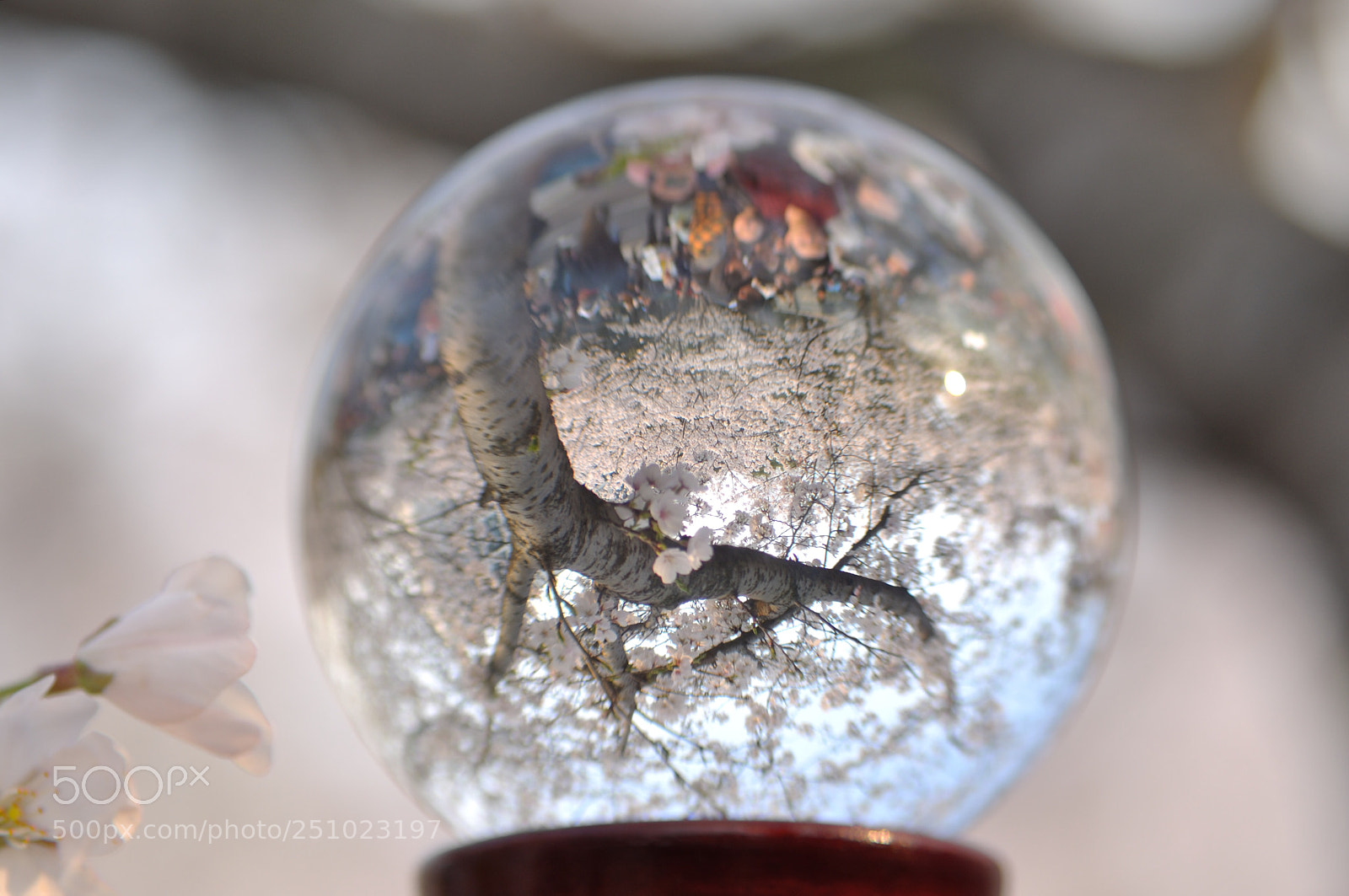 Nikon D5000 sample photo. Sakura in crystal ball photography