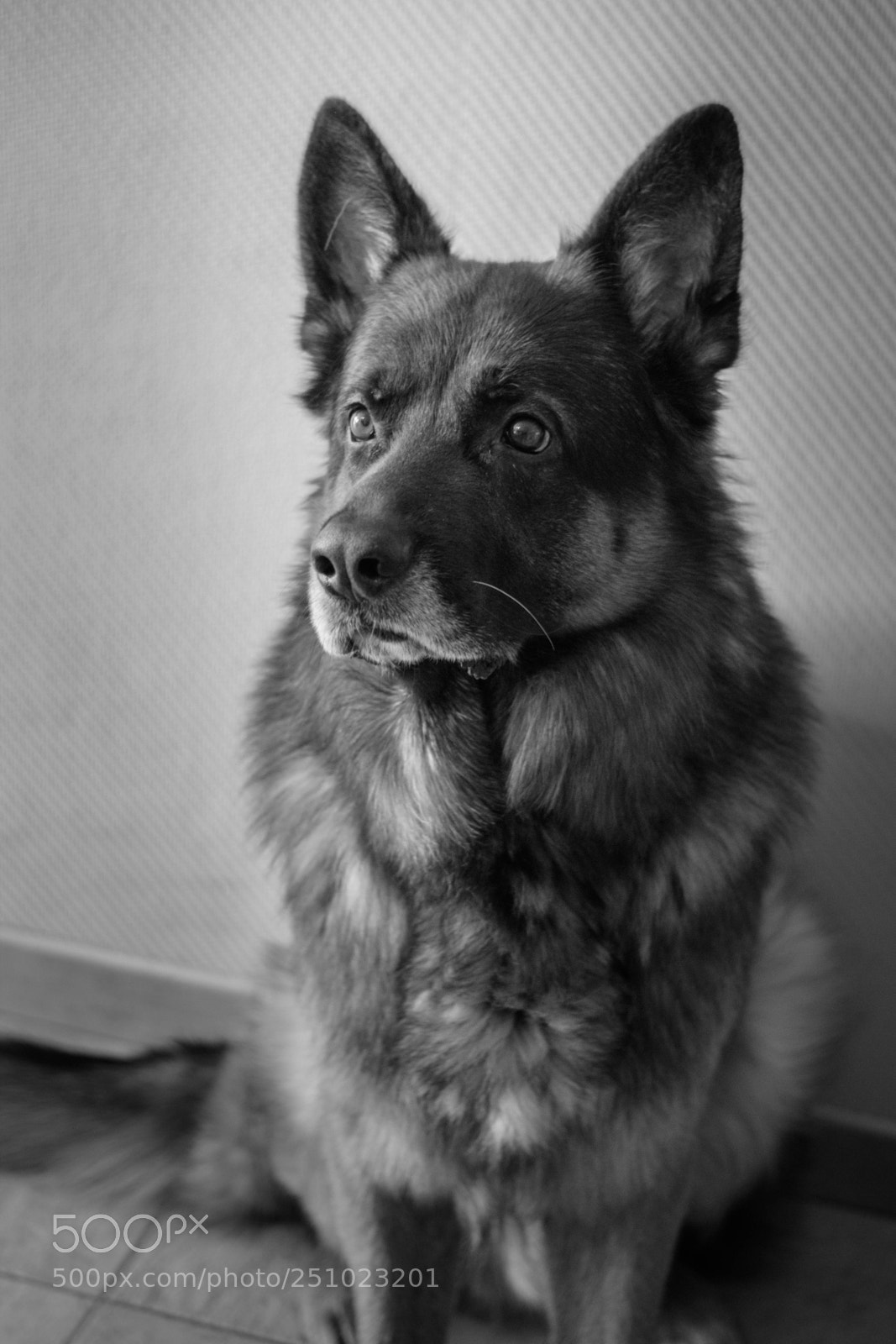 Canon EOS 1300D (EOS Rebel T6 / EOS Kiss X80) sample photo. German shepherd blackandwhite photography