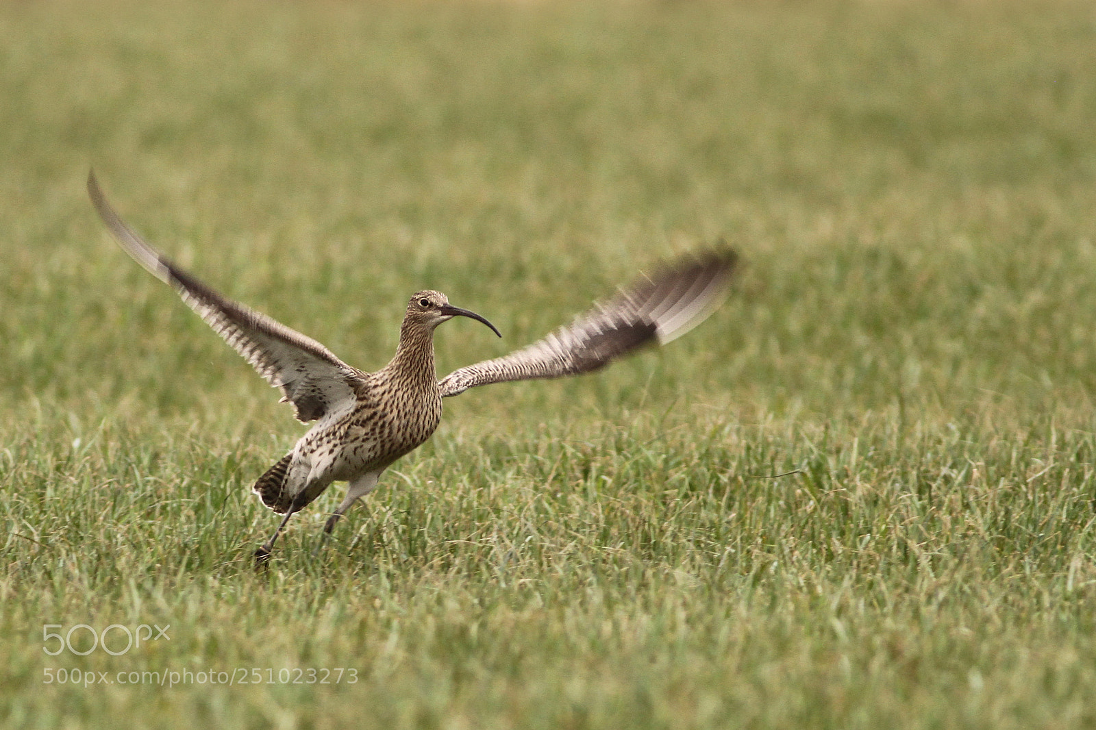 Canon EOS 7D sample photo. Wulp (eurasian curlew) photography