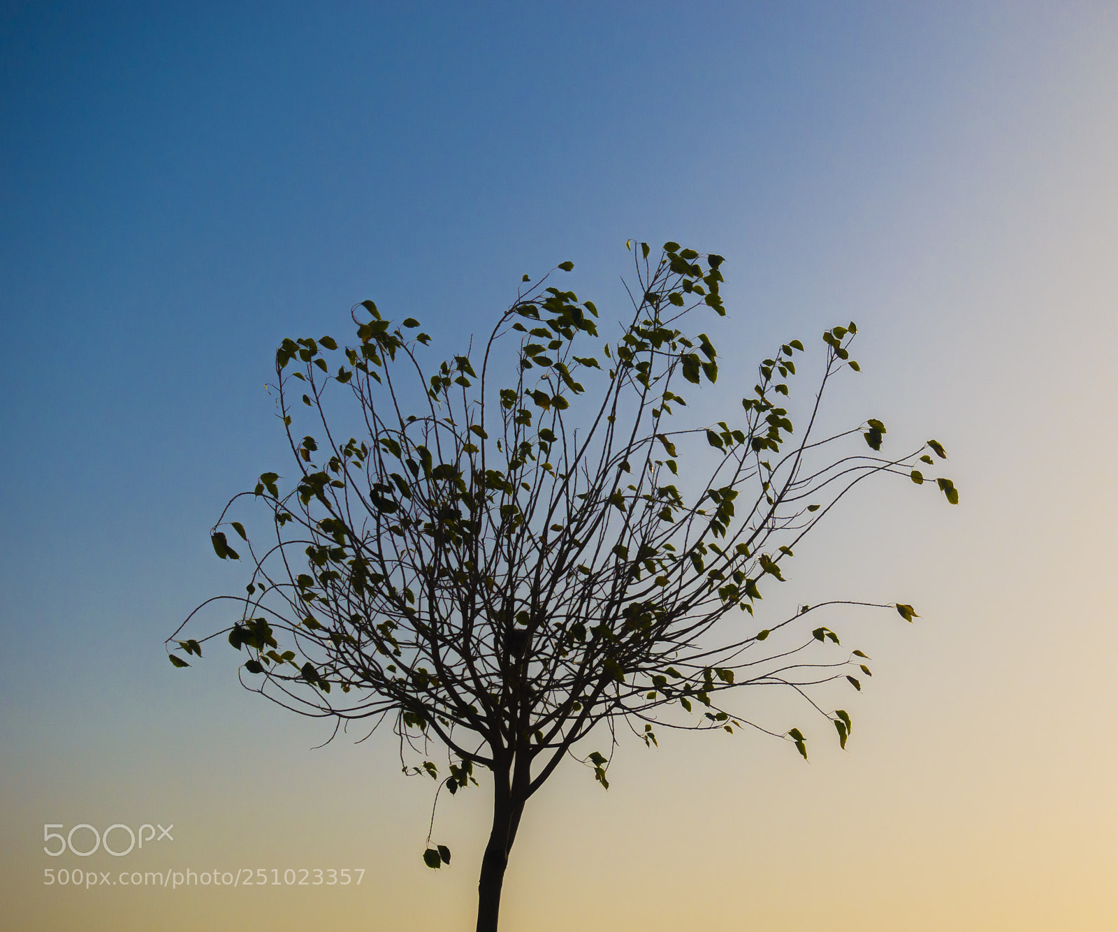 Sony DSC-RX100M5 sample photo. Tree photography