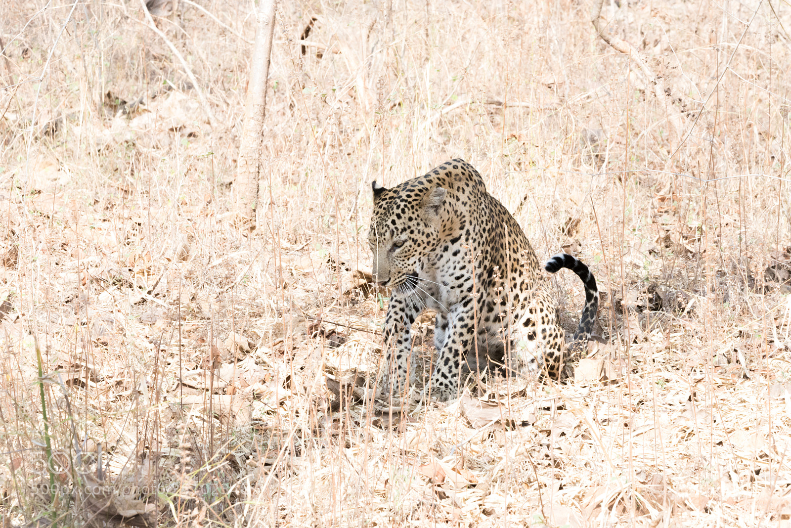 Nikon D610 sample photo. A leopard waiting in photography