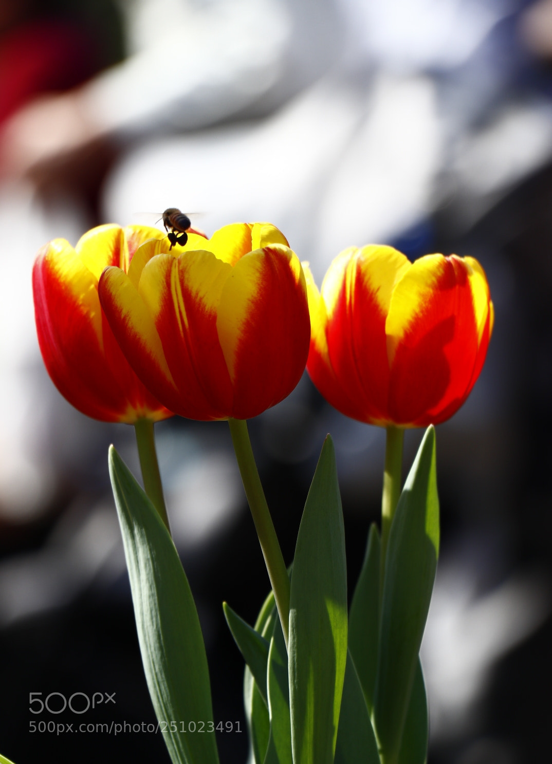 Canon EOS 80D sample photo. Untitled photography