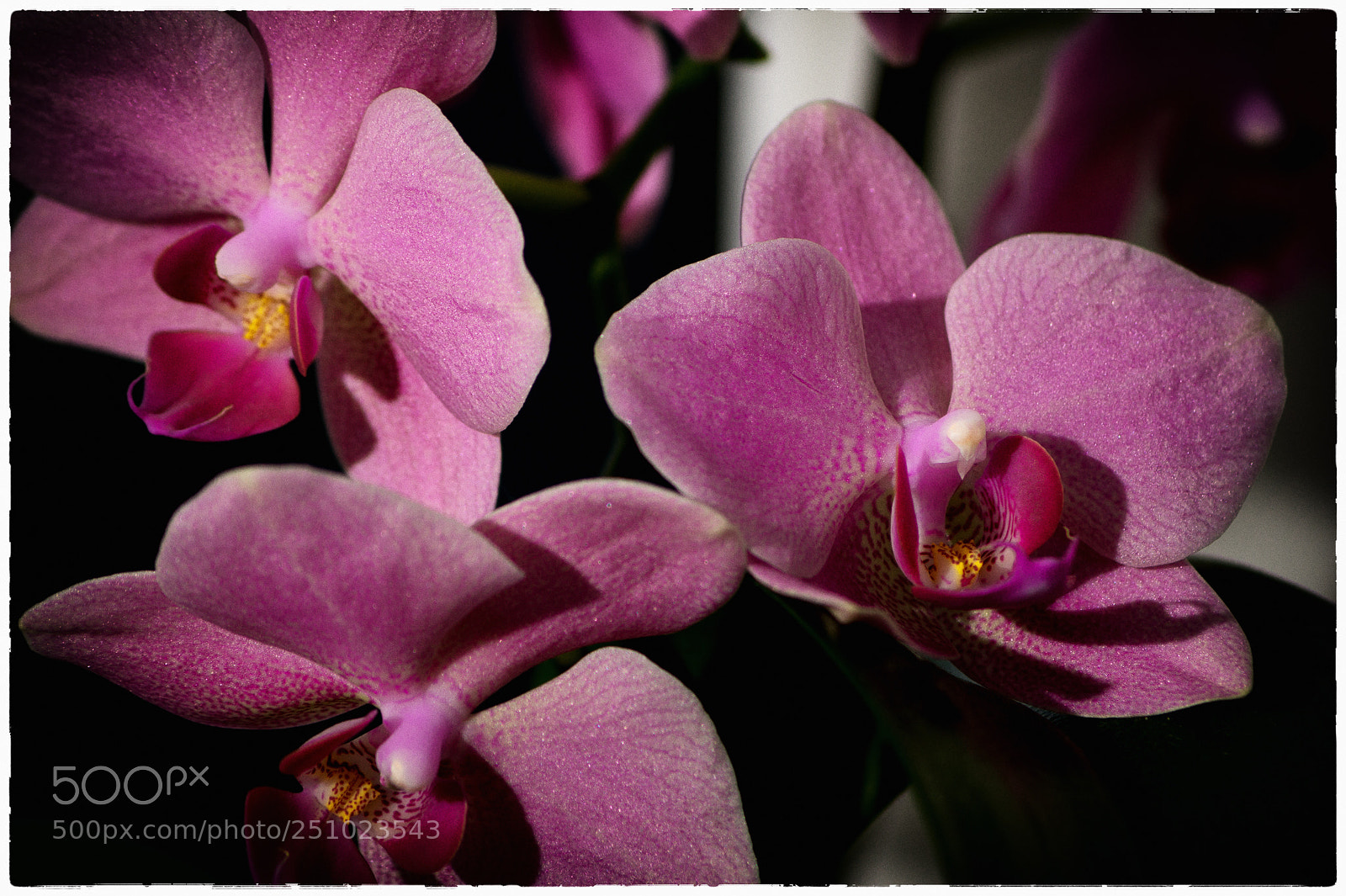 Sony SLT-A58 sample photo. Orchid photography