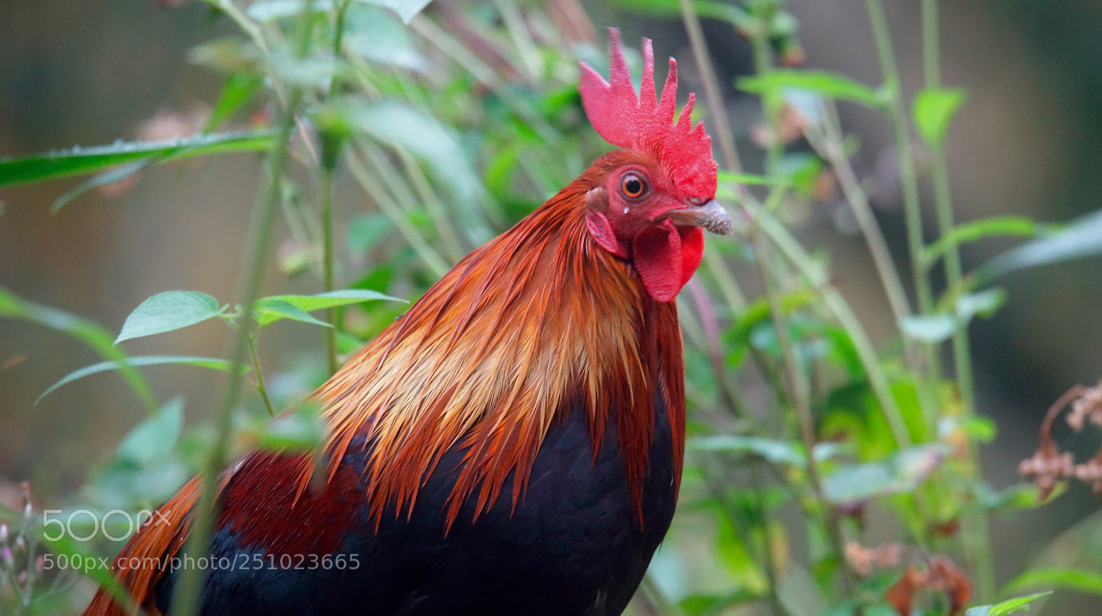 Canon EOS 5DS sample photo. 原鸡 photography