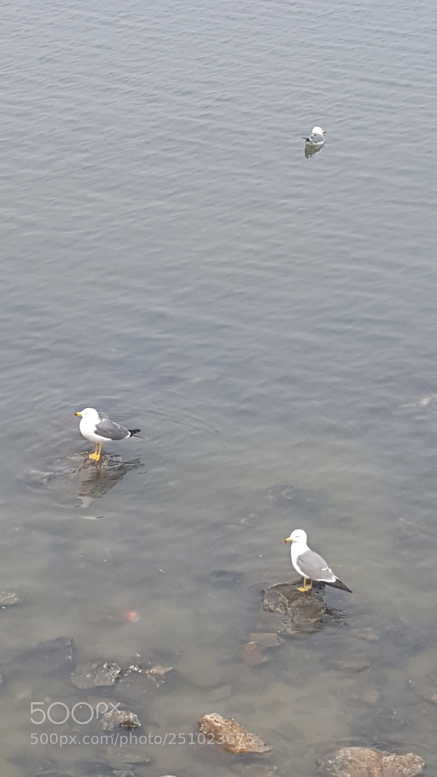 Samsung Galaxy Note5 sample photo. Birds photography