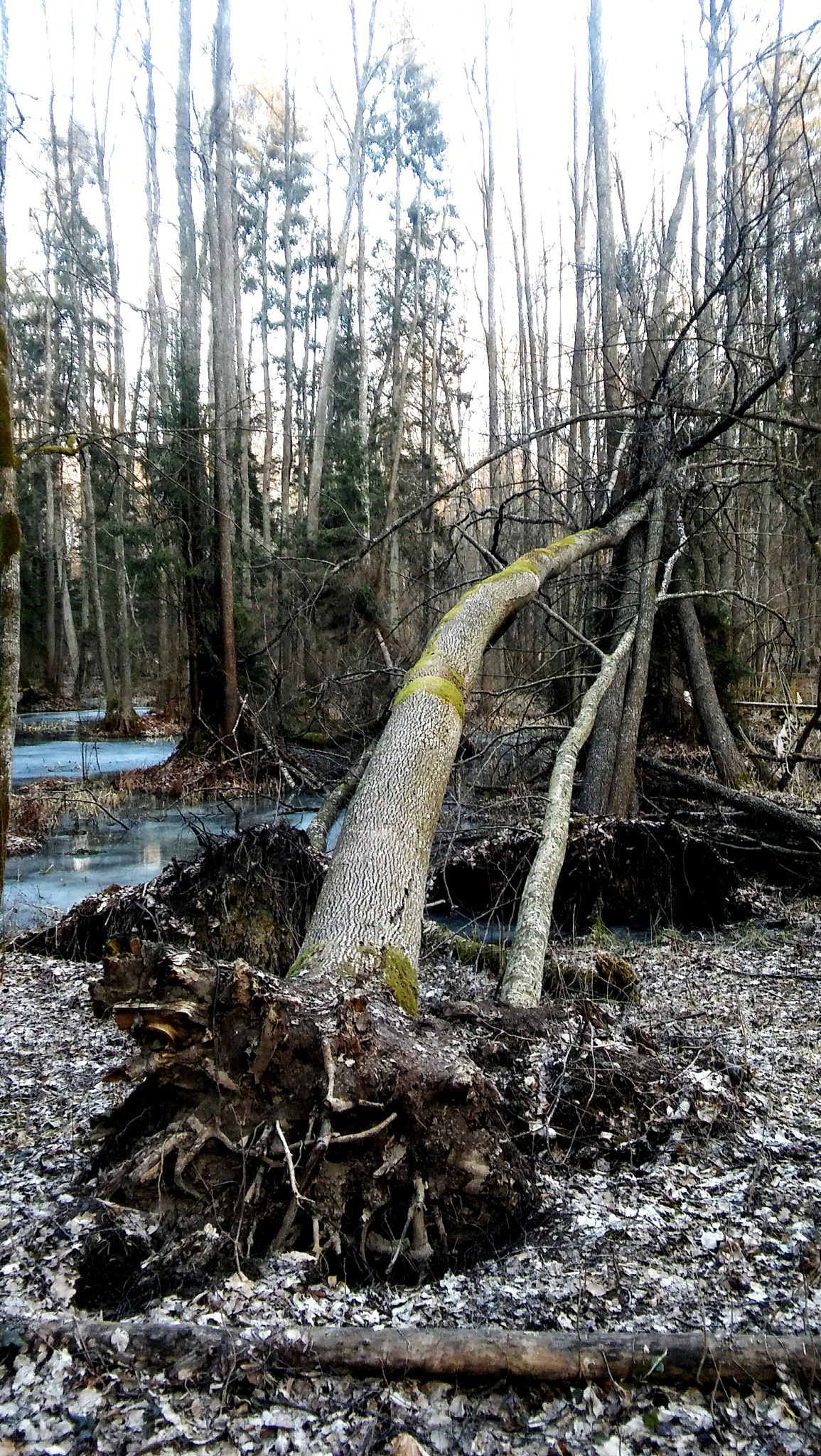 LG SPIRIT 4G LTE sample photo. Fallen tree photography