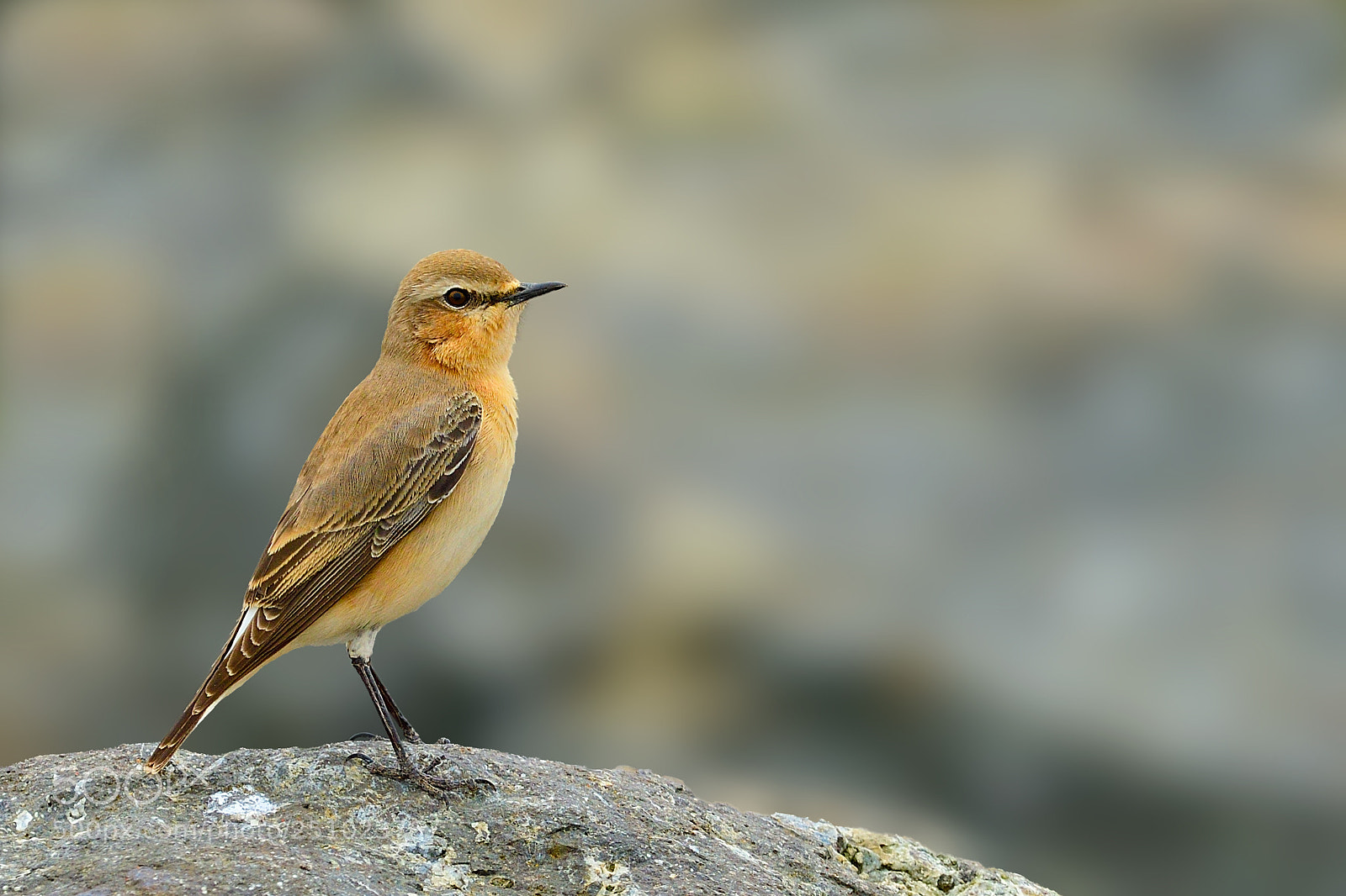 Nikon D500 sample photo. Northern wheatear/oenanthe oenanthe photography