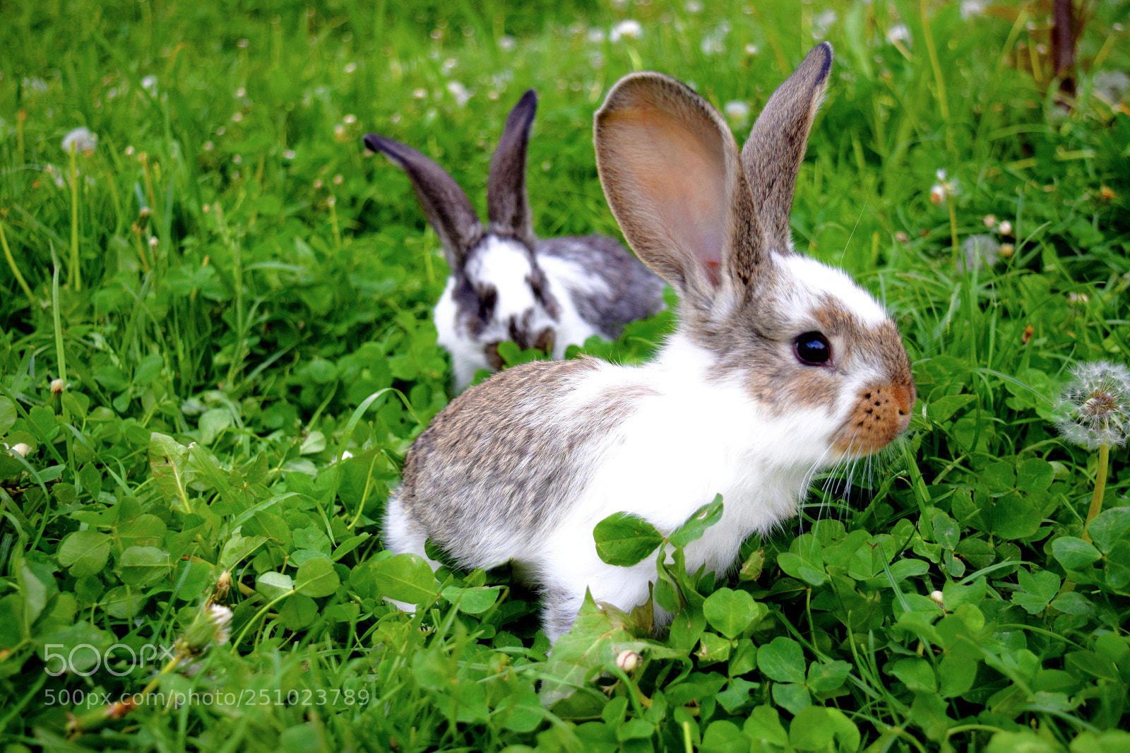 Nikon D5300 sample photo. Bunnies photography