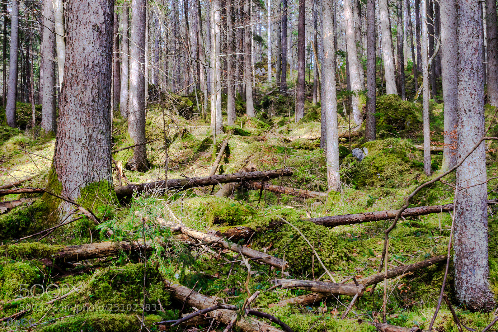 Canon EOS 7D Mark II sample photo. Elf country photography