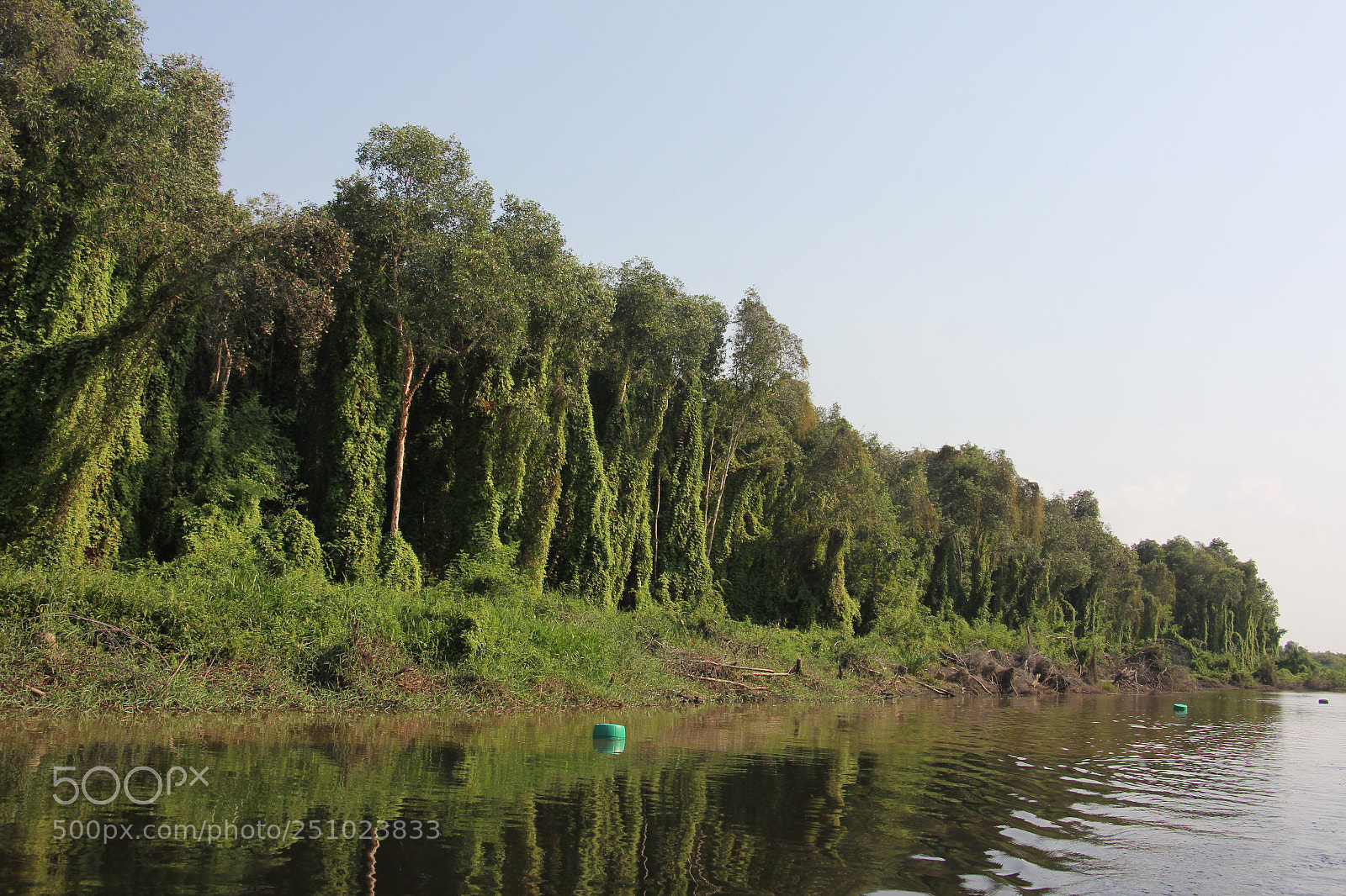 Canon EOS 60D sample photo. Forest  photography