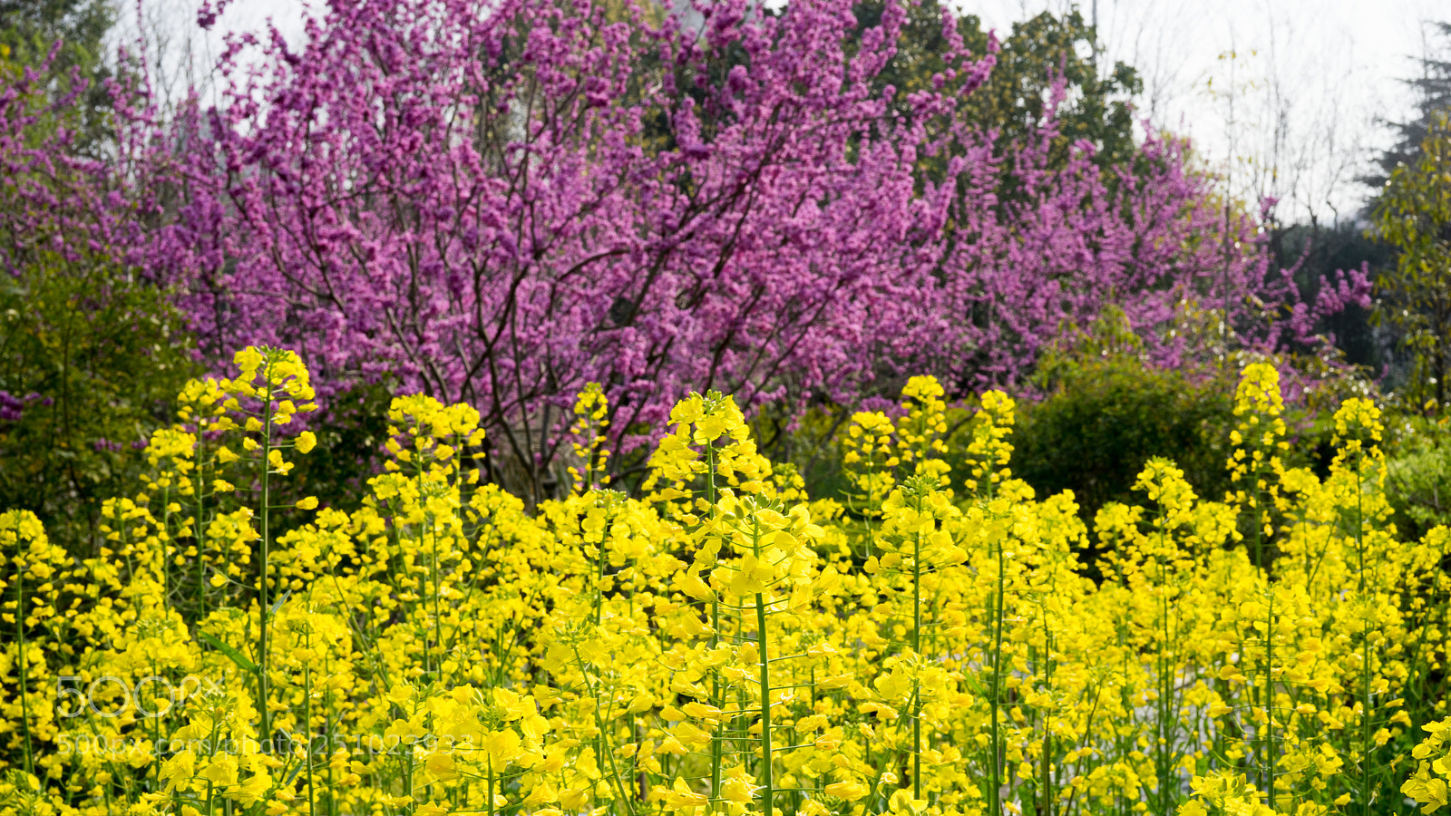 Sony a7 sample photo. Spring #4 photography