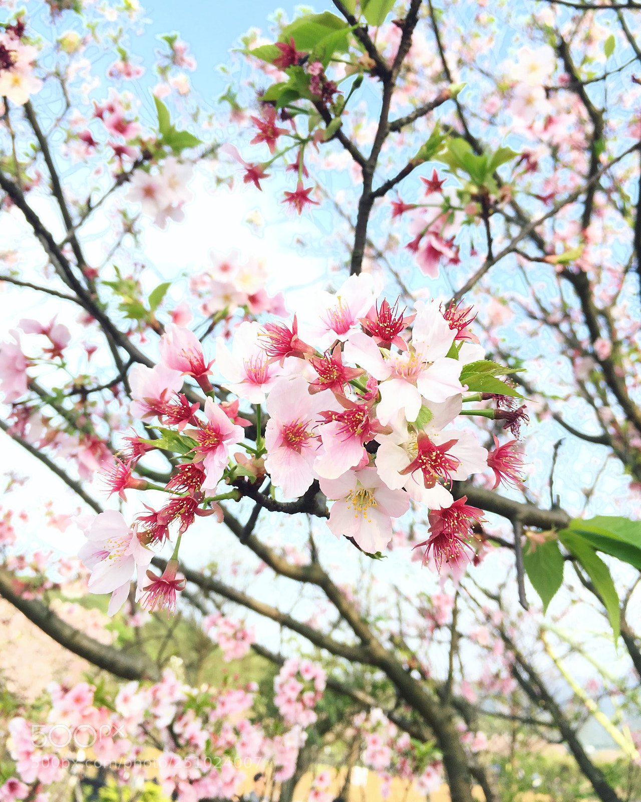 Apple iPhone SE sample photo. Spring is coming  photography