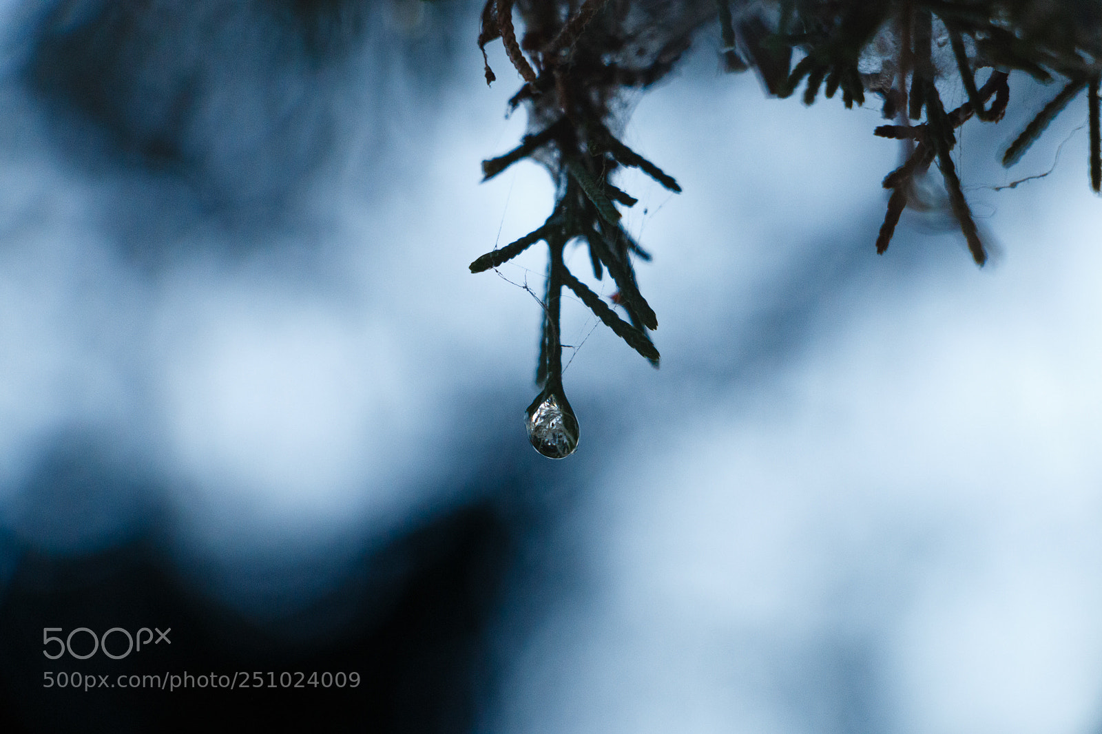 Canon EOS 70D sample photo. Evergreen droplet photography