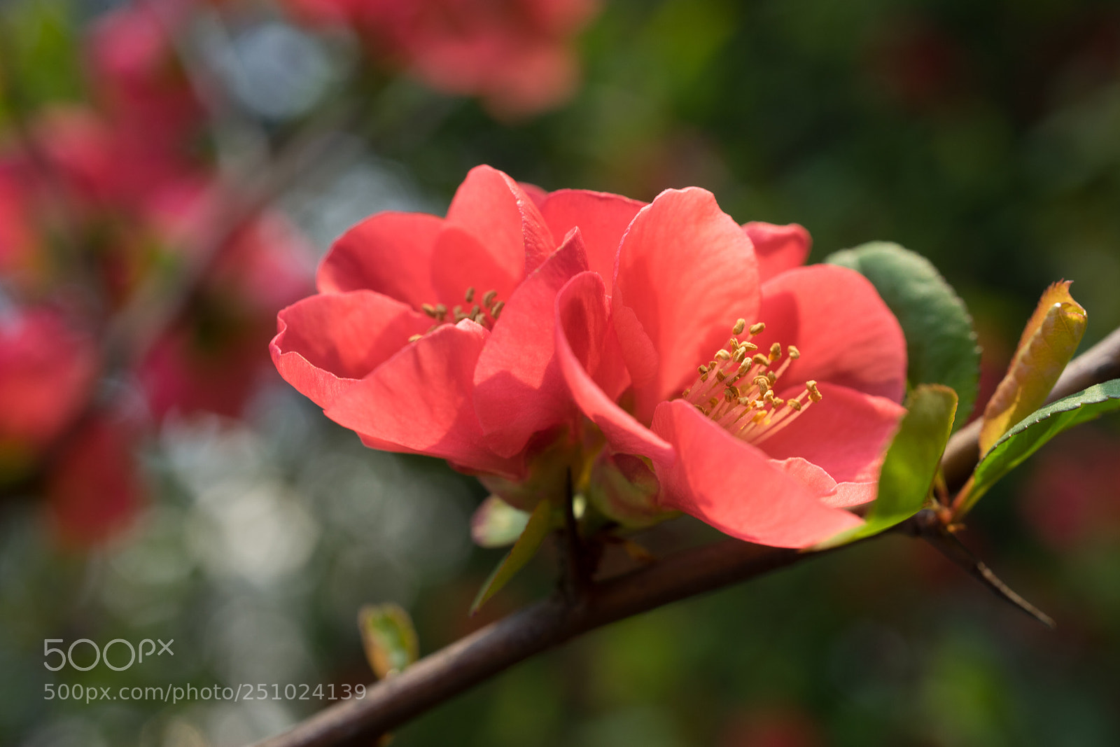 Sony a7 sample photo. Japanese quince #6 photography